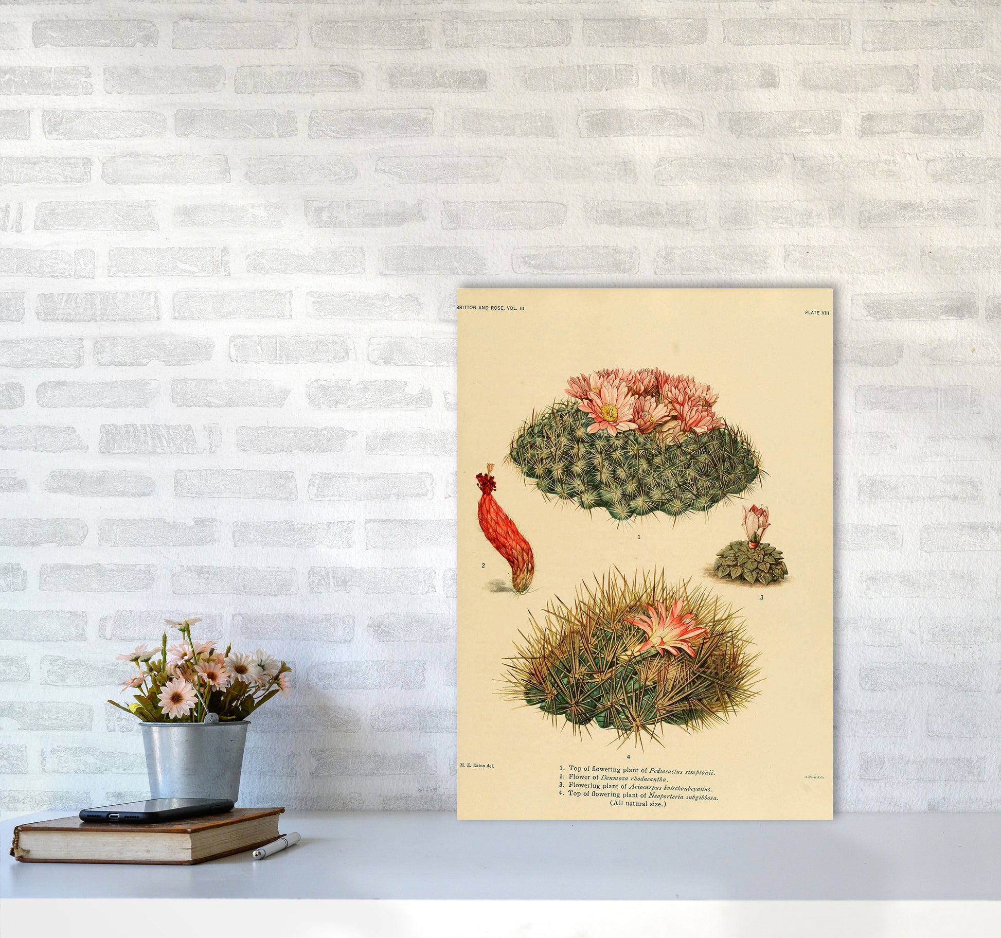 Cactus Series 7 Art Print by Jason Stanley A2 Black Frame