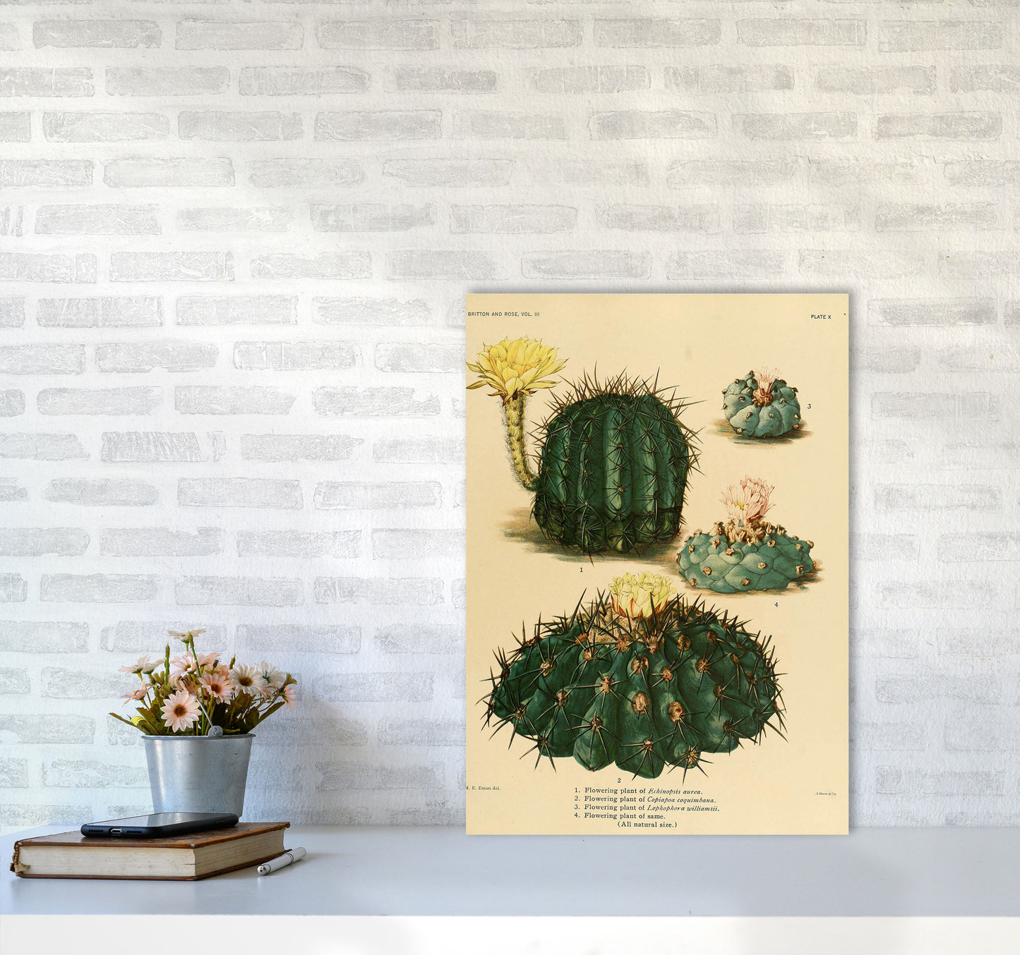 Cactus Series8 Art Print by Jason Stanley A2 Black Frame