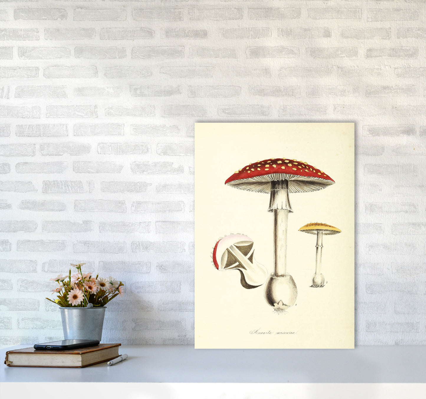 Magic Mushrooms Art Print by Jason Stanley A2 Black Frame