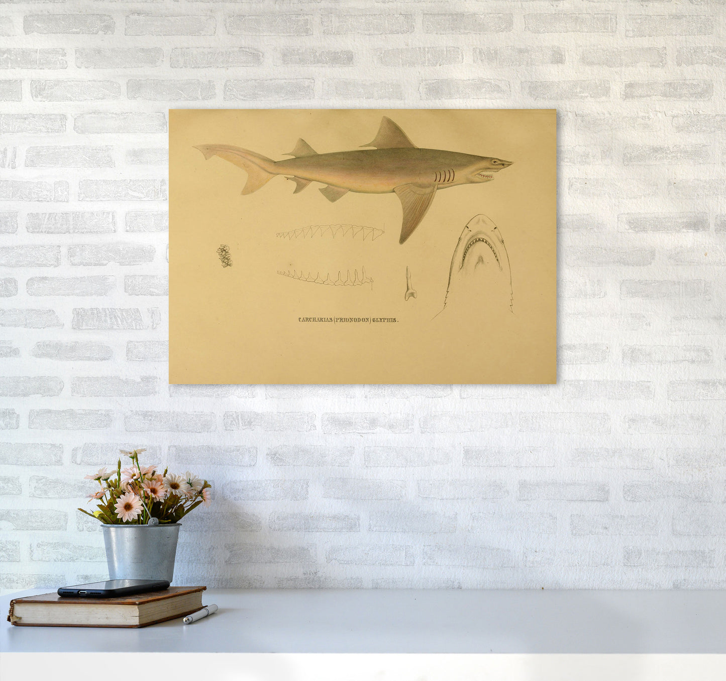 Shark Series 3 Art Print by Jason Stanley A2 Black Frame