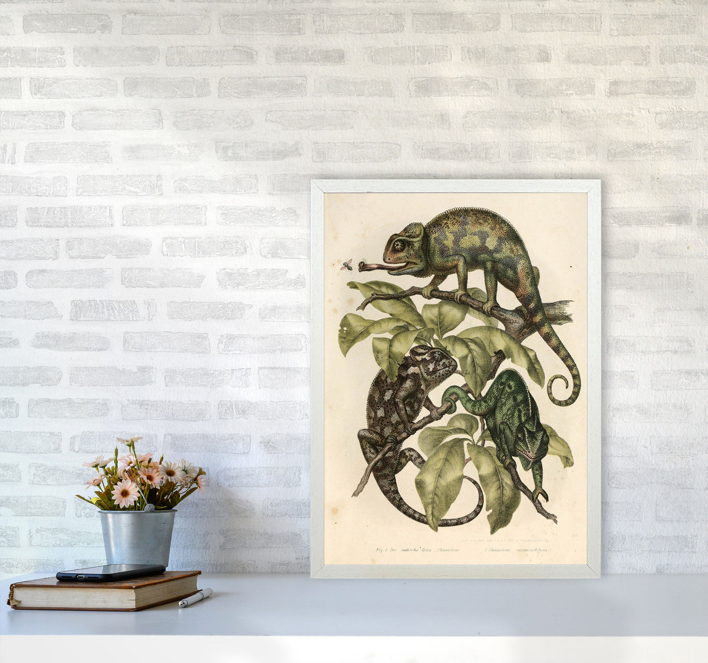 Vintage Chameleon Illustration Art Print by Jason Stanley A2 Oak Frame
