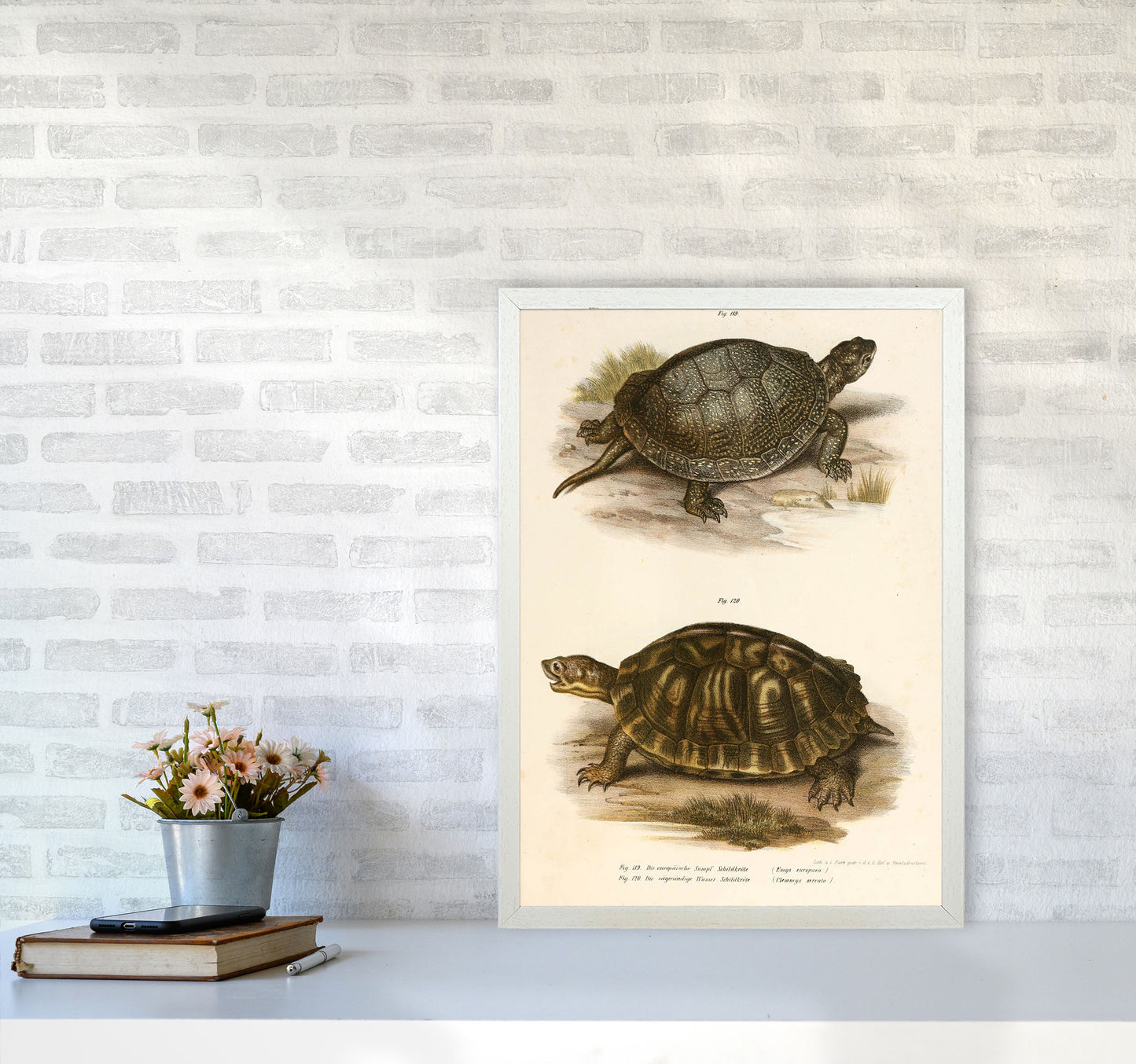 Vintage Turtle Illustration Art Print by Jason Stanley A2 Oak Frame