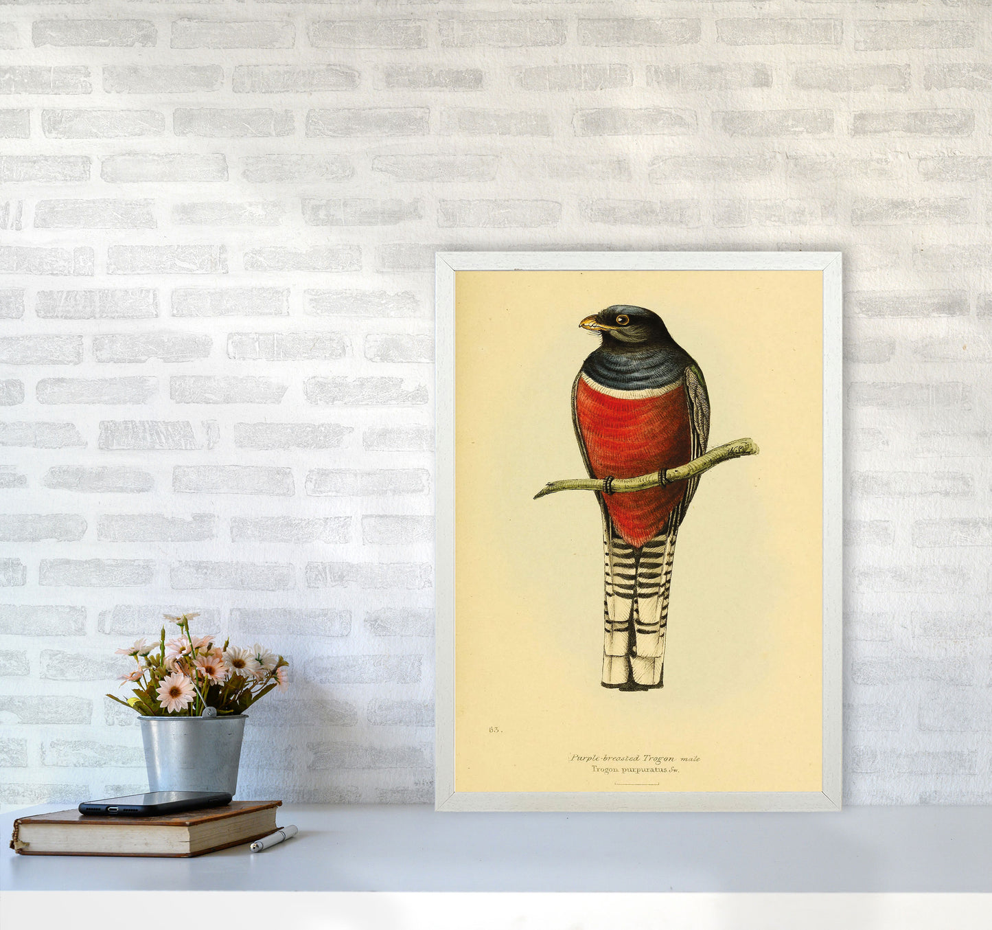 Purple Breasted Trogon Copy Art Print by Jason Stanley A2 Oak Frame