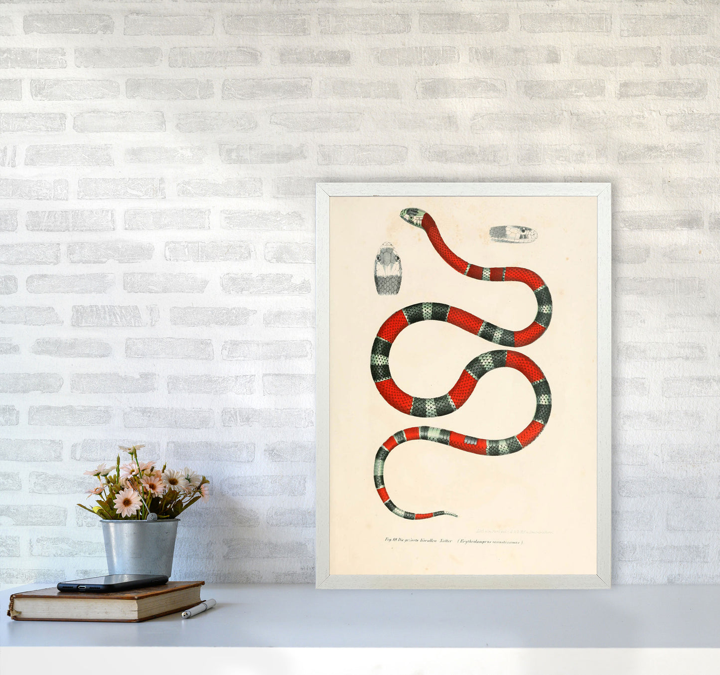 Vintage Snake Illustration 2 Art Print by Jason Stanley A2 Oak Frame