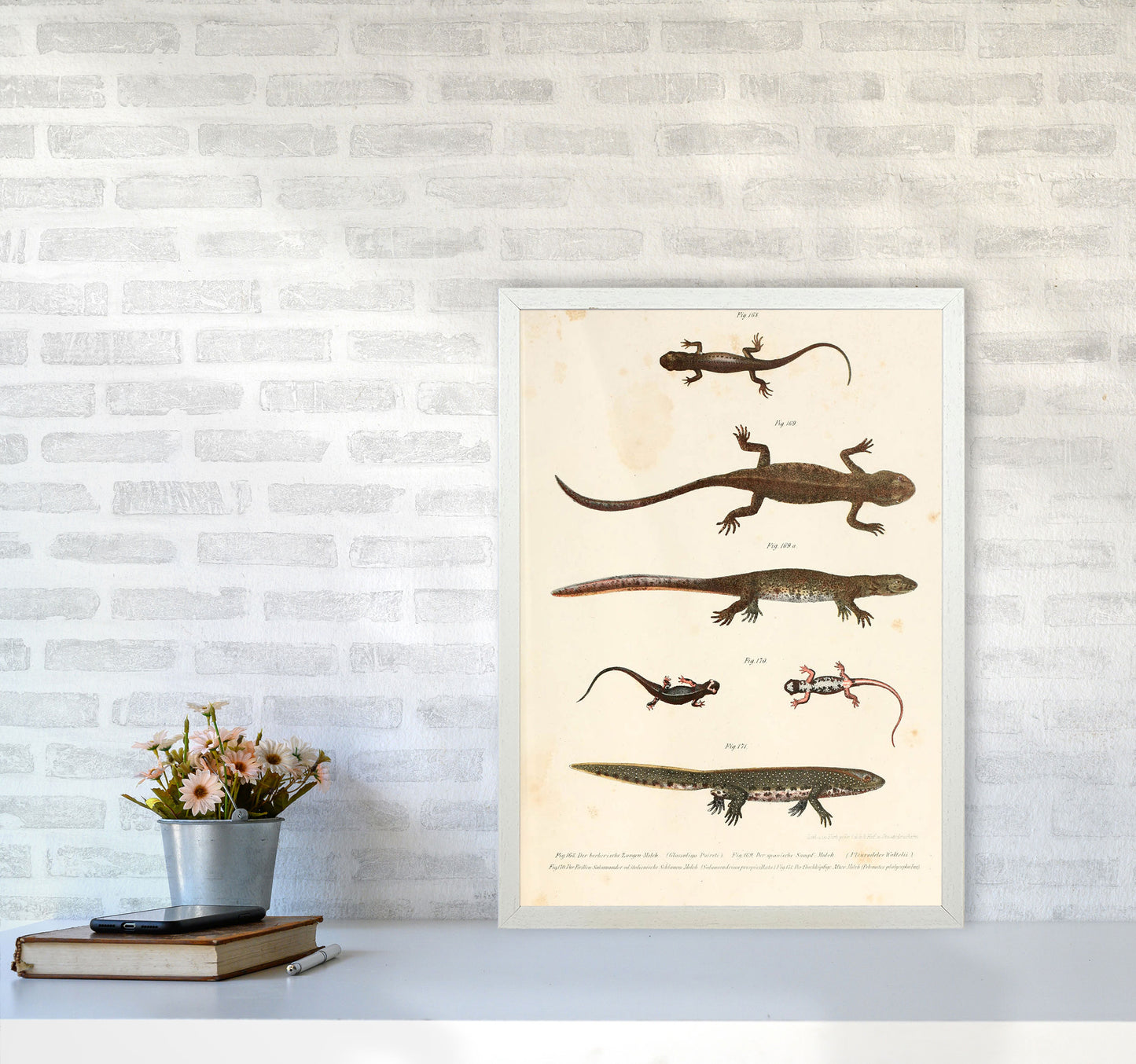 Vintage Newt Illustration Art Print by Jason Stanley A2 Oak Frame
