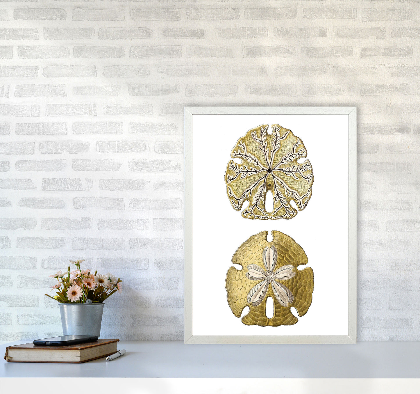 Sand Dollar Illustration Art Print by Jason Stanley A2 Oak Frame