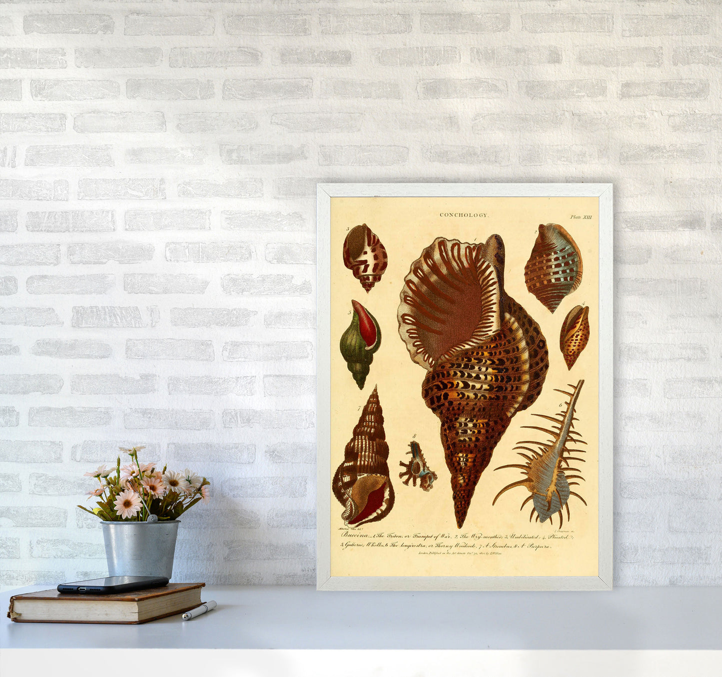 Vintage Conchology 2 Art Print by Jason Stanley A2 Oak Frame