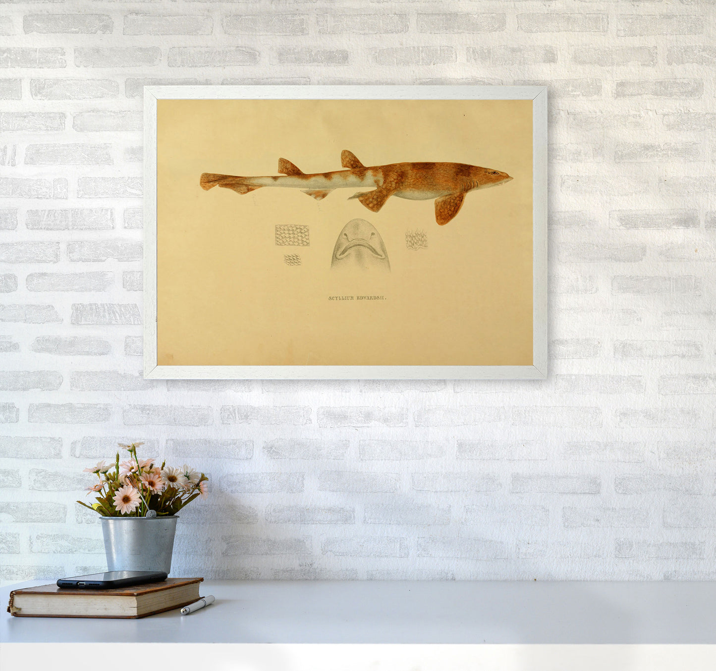 Shark Series 1 Art Print by Jason Stanley A2 Oak Frame