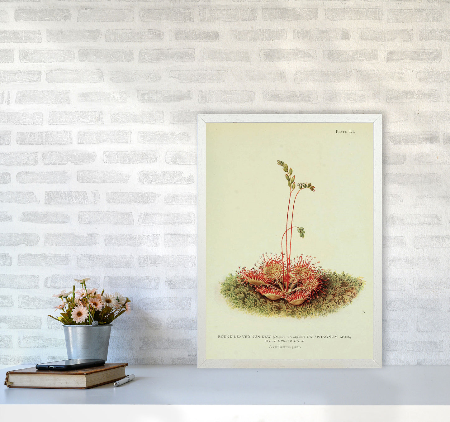 Venus Fly Trap Art Print by Jason Stanley A2 Oak Frame