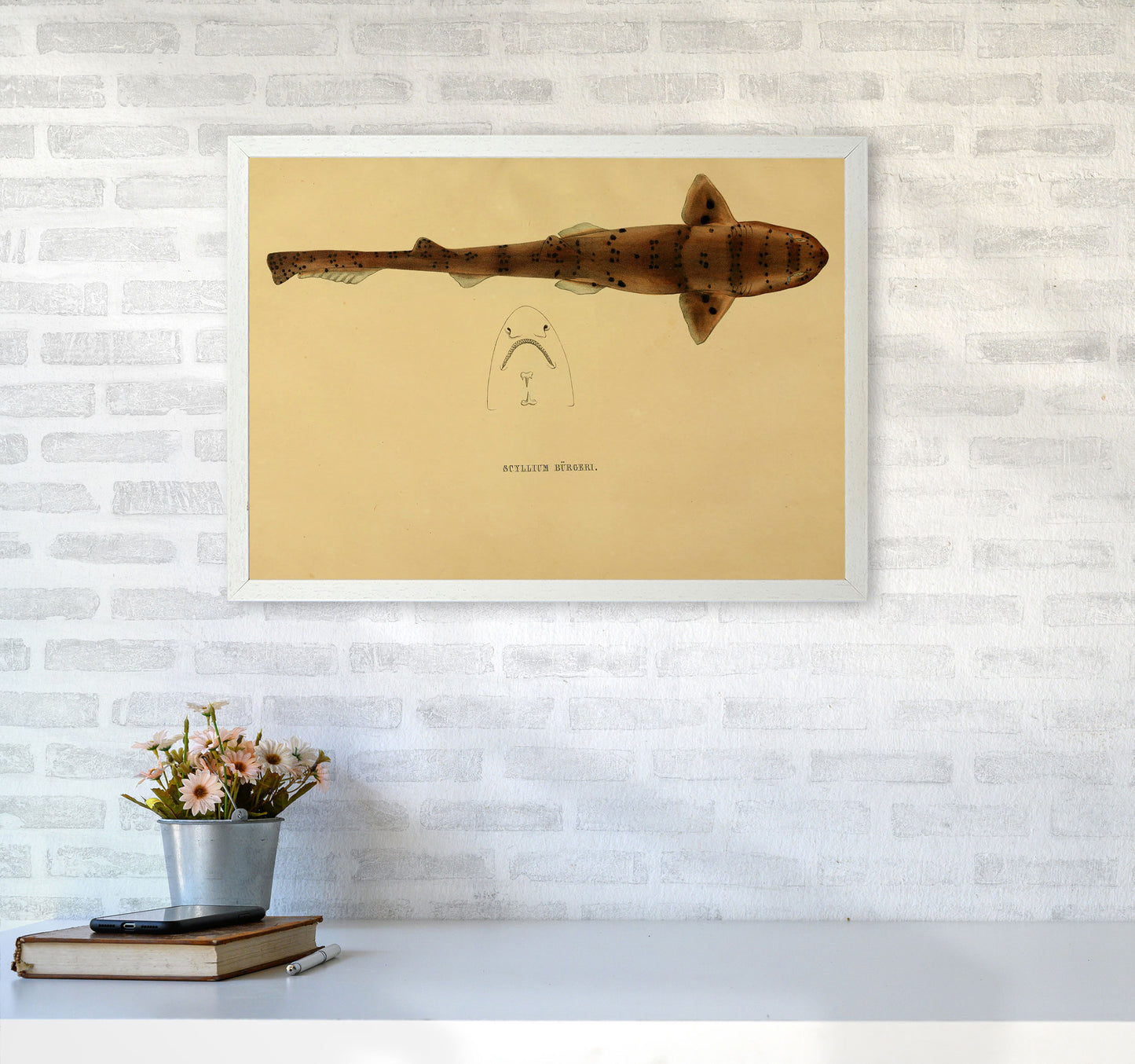 Shark Series 2 Art Print by Jason Stanley A2 Oak Frame