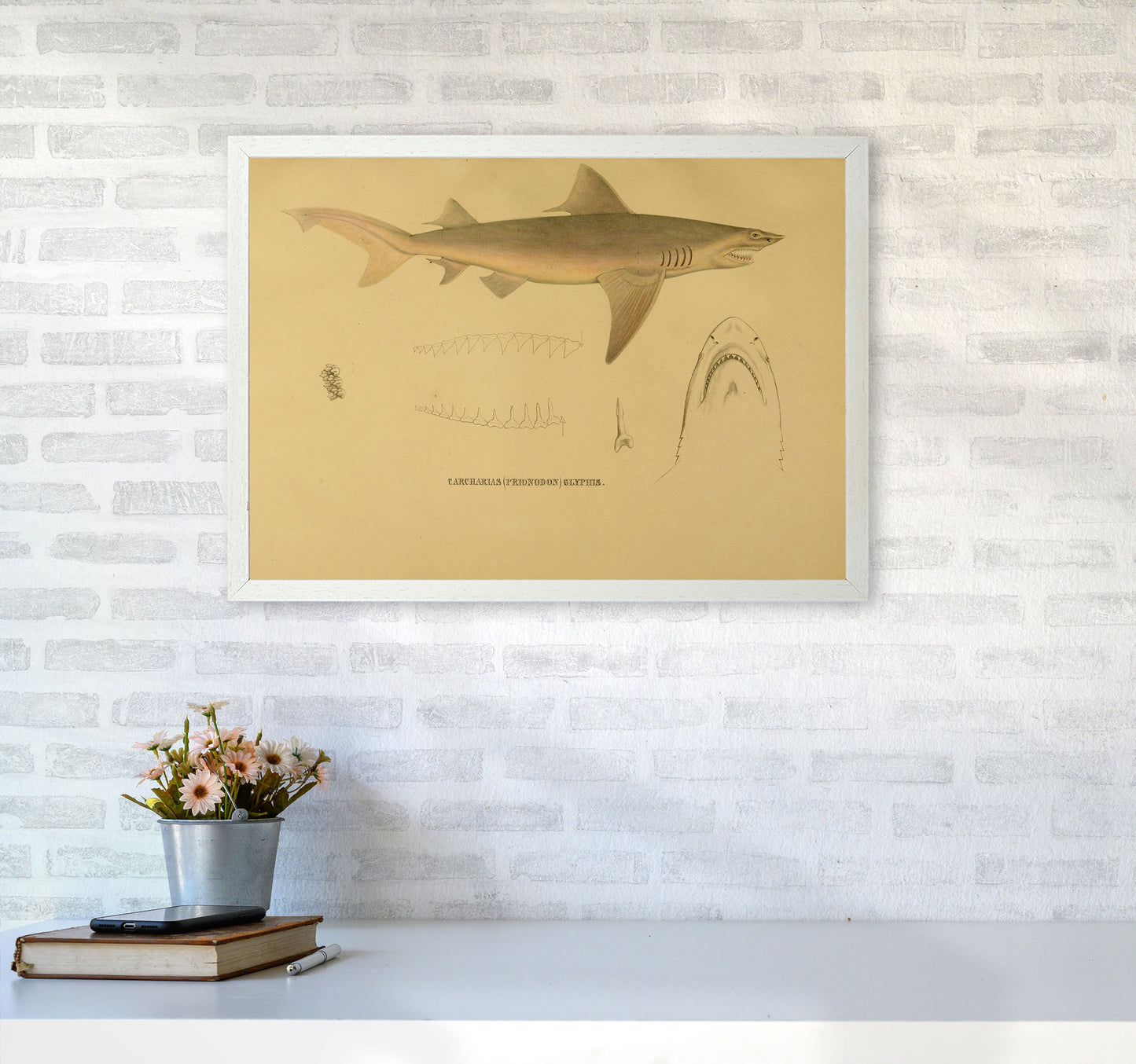 Shark Series 3 Art Print by Jason Stanley A2 Oak Frame