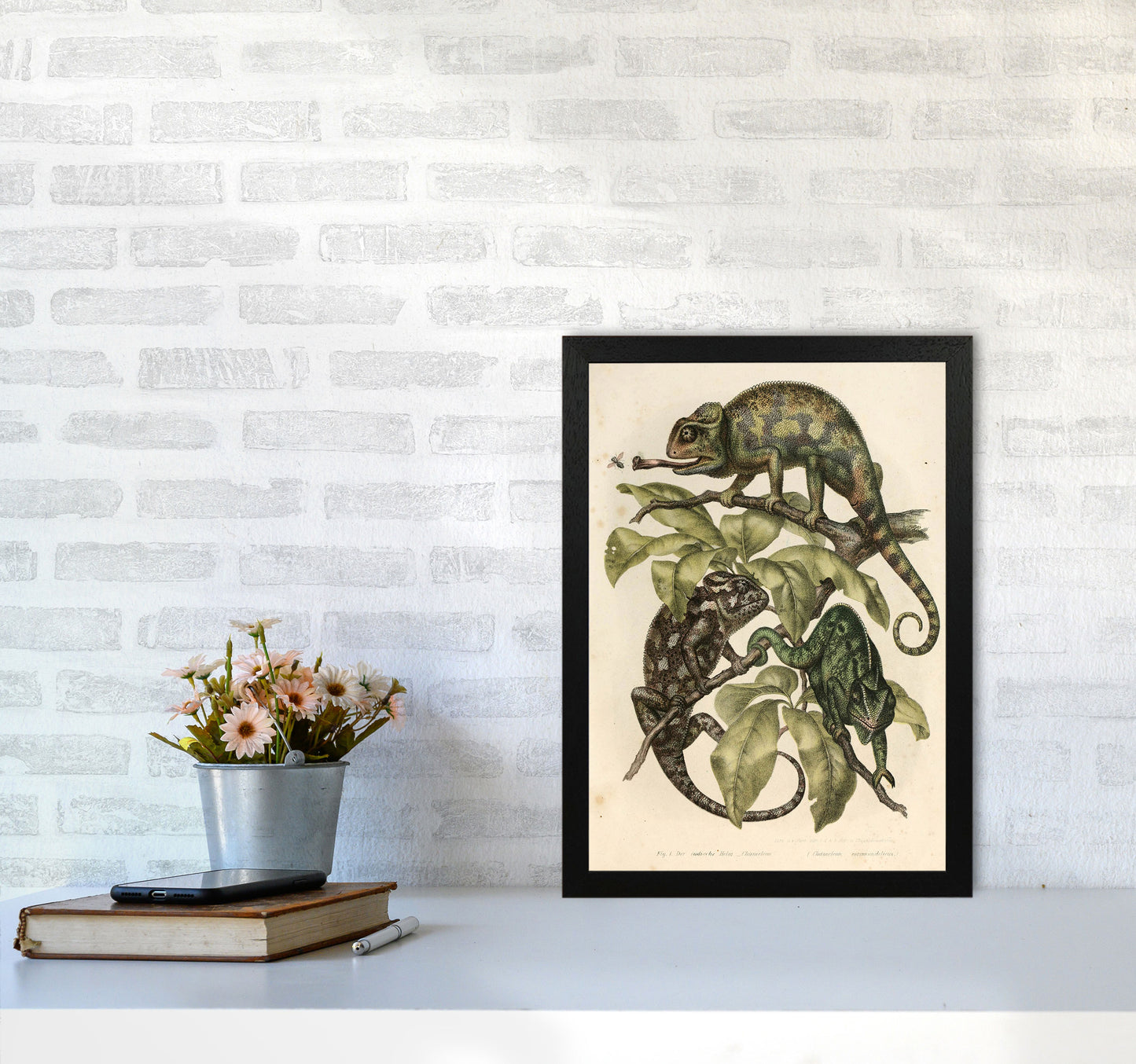 Vintage Chameleon Illustration Art Print by Jason Stanley A3 White Frame