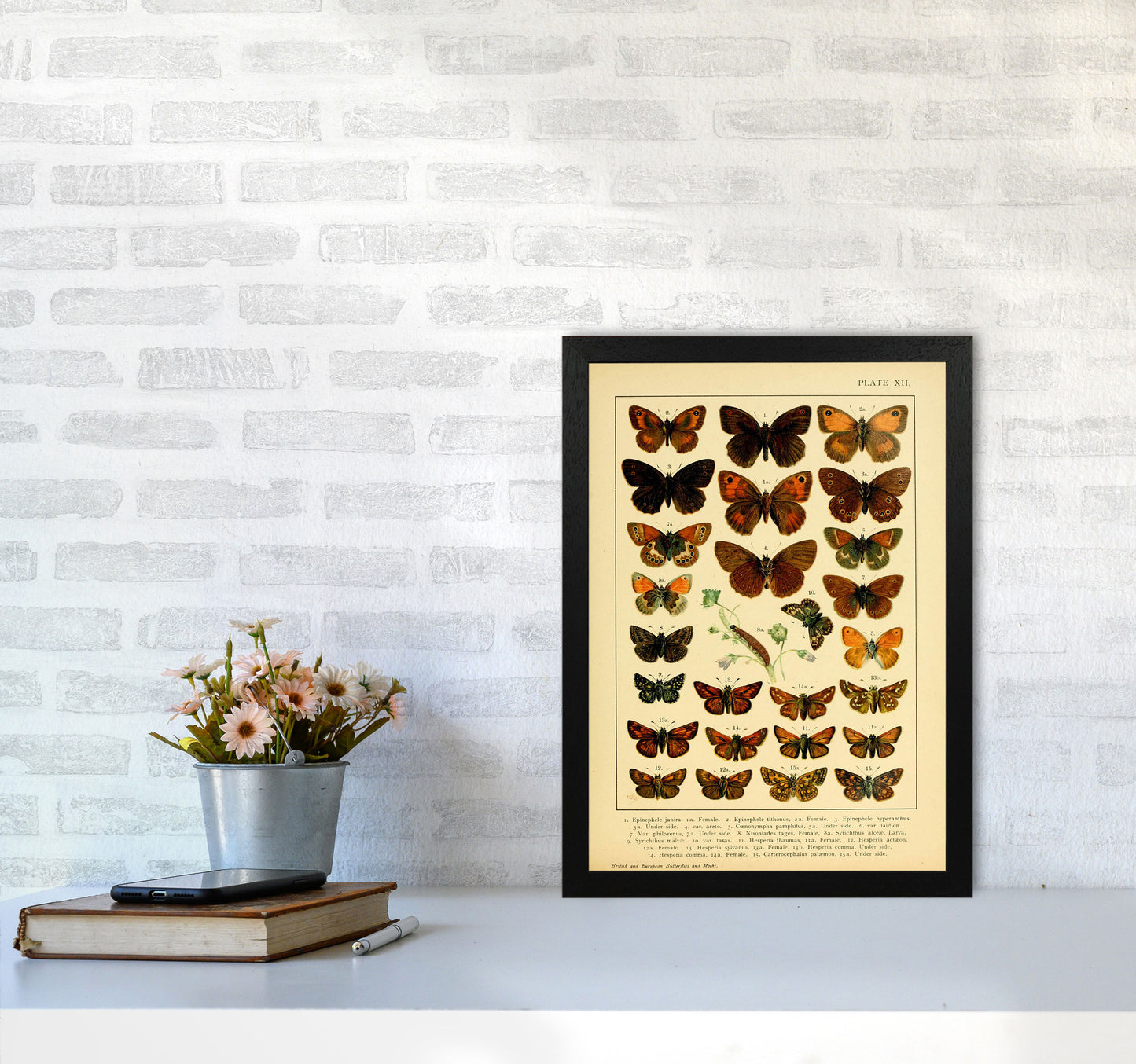 Vintage Butterfly Illustration #2 Art Print by Jason Stanley A3 White Frame
