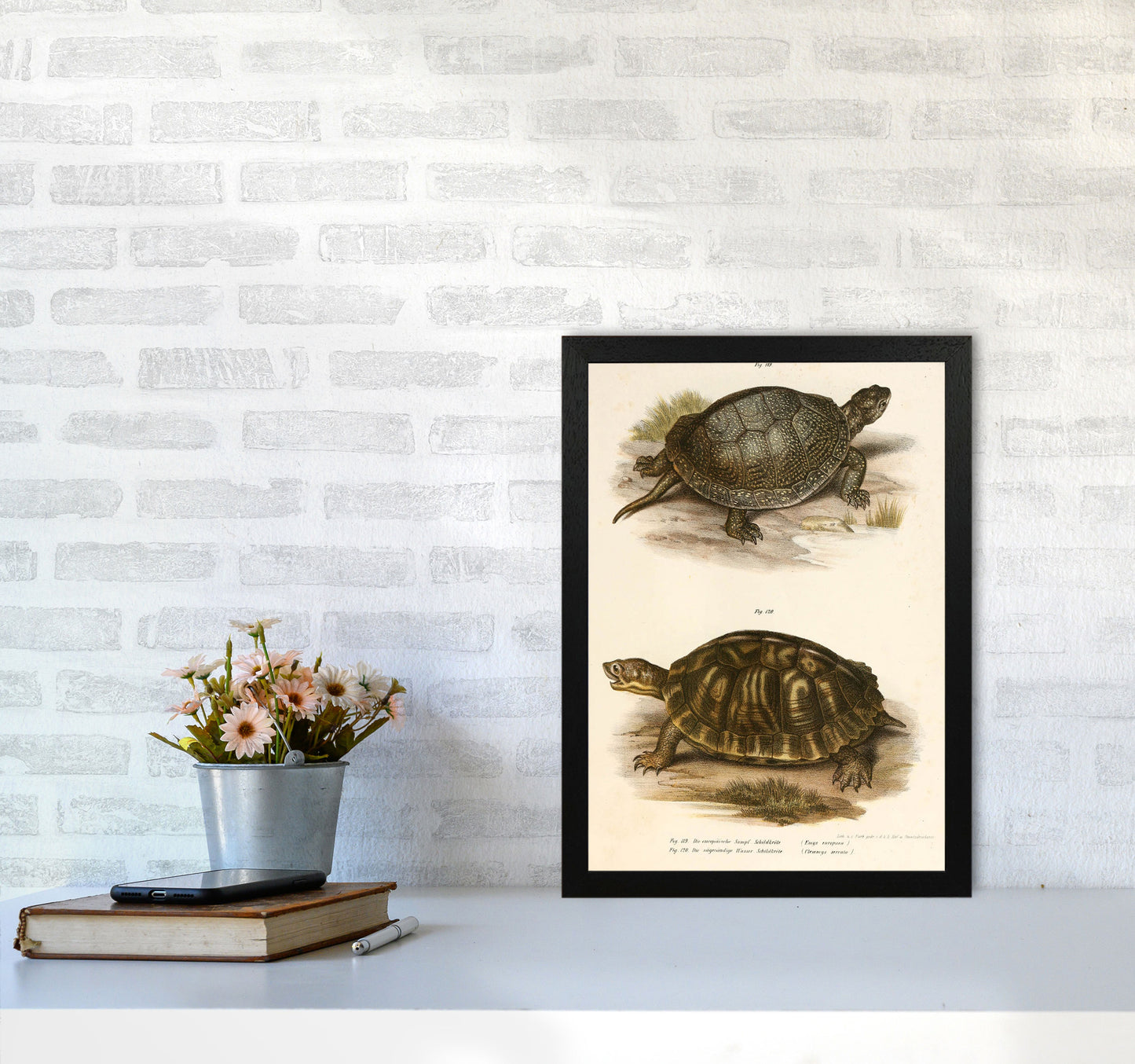 Vintage Turtle Illustration Art Print by Jason Stanley A3 White Frame