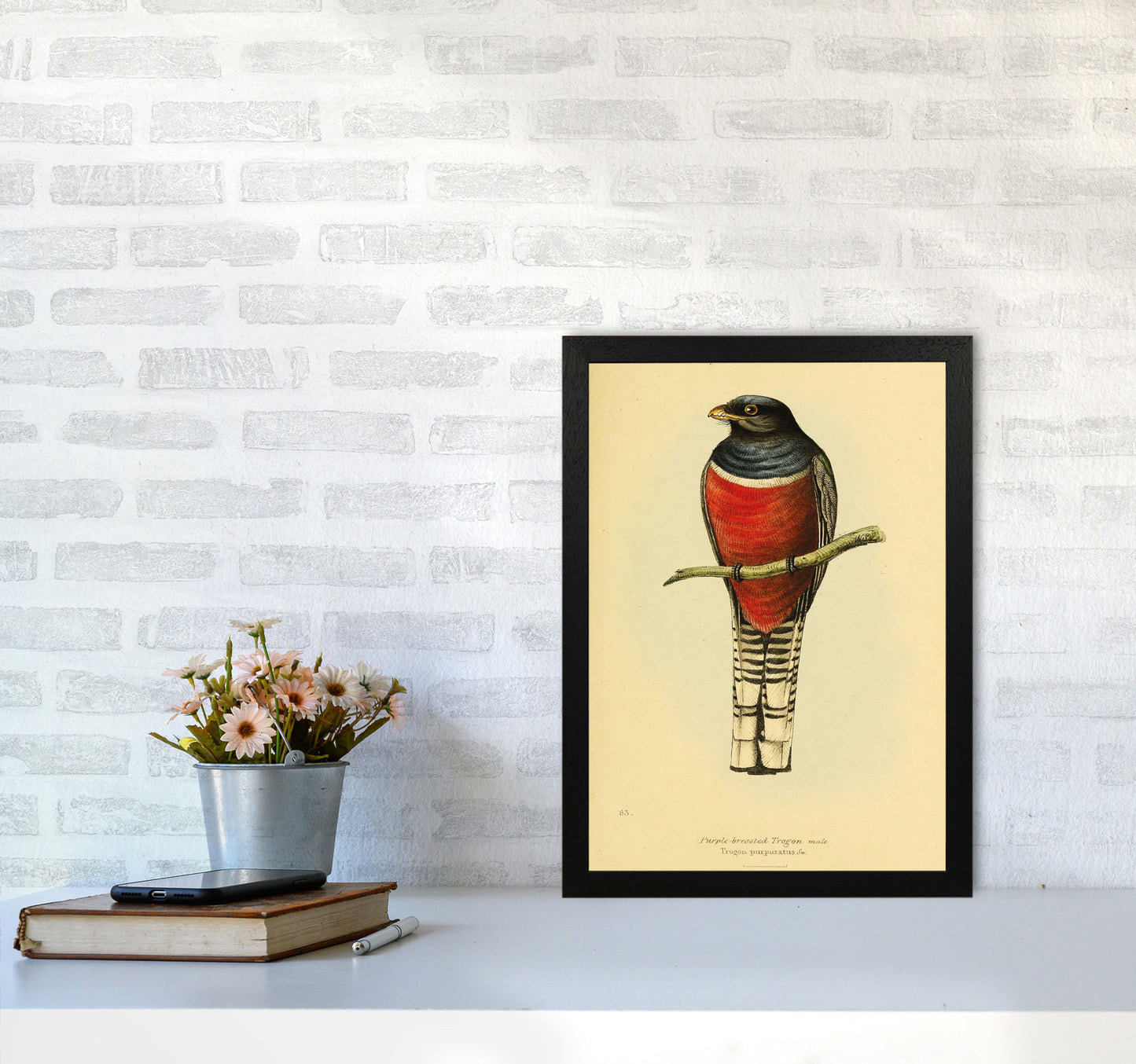 Purple Breasted Trogon Copy Art Print by Jason Stanley A3 White Frame