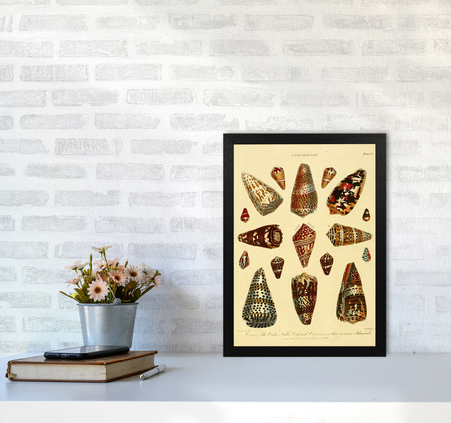 Conchology Illustration 2 Art Print by Jason Stanley A3 White Frame