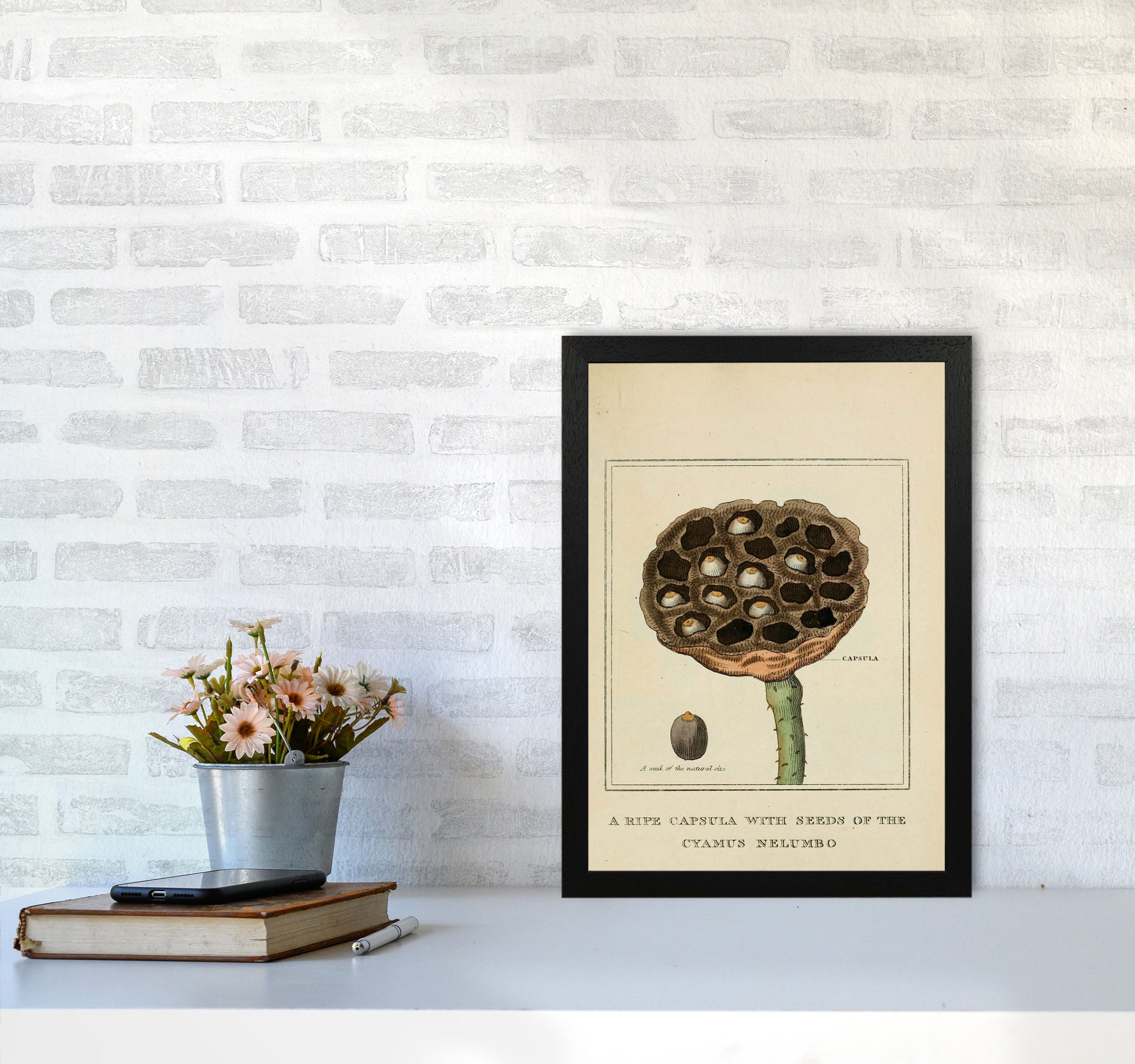 Vintage Flower Series 3 Art Print by Jason Stanley A3 White Frame