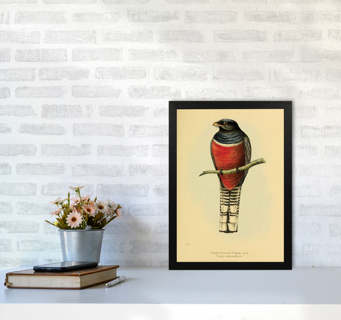 Purple Breasted Trogon Art Print by Jason Stanley A3 White Frame