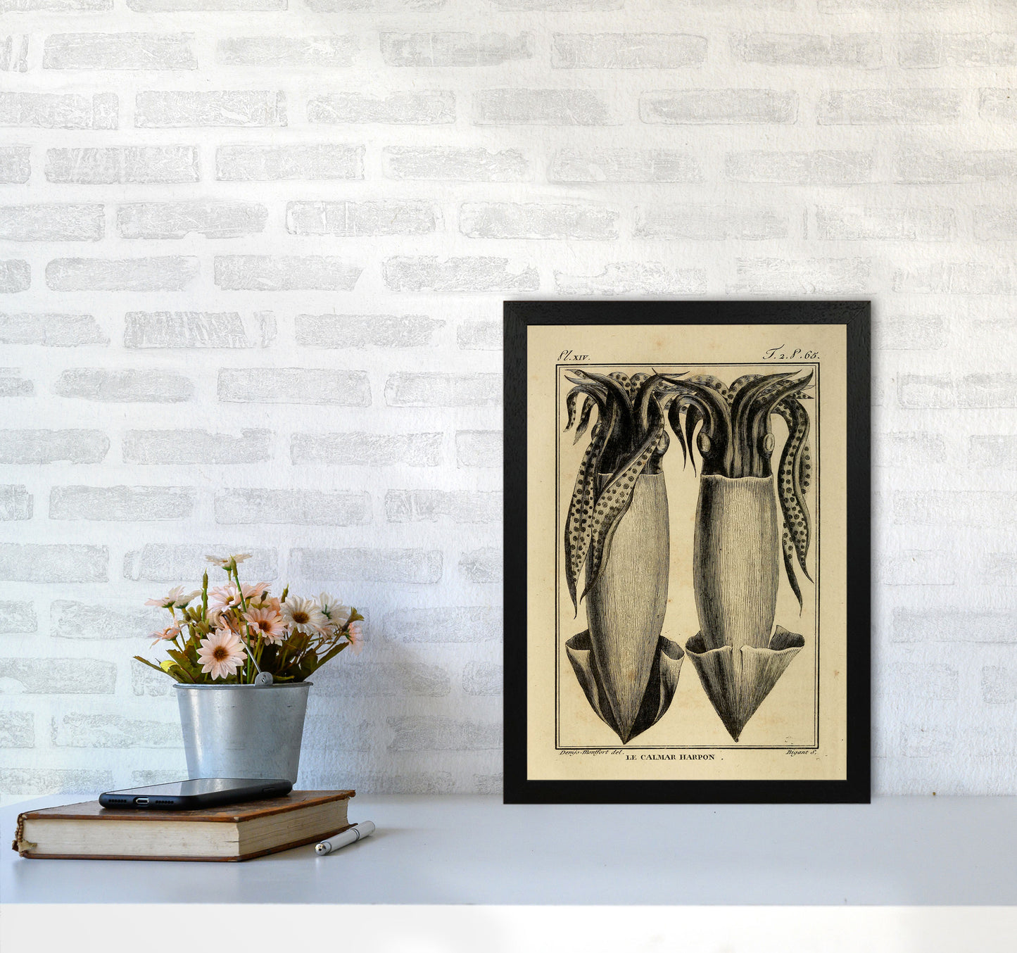 Vintage Squid 5 Art Print by Jason Stanley A3 White Frame