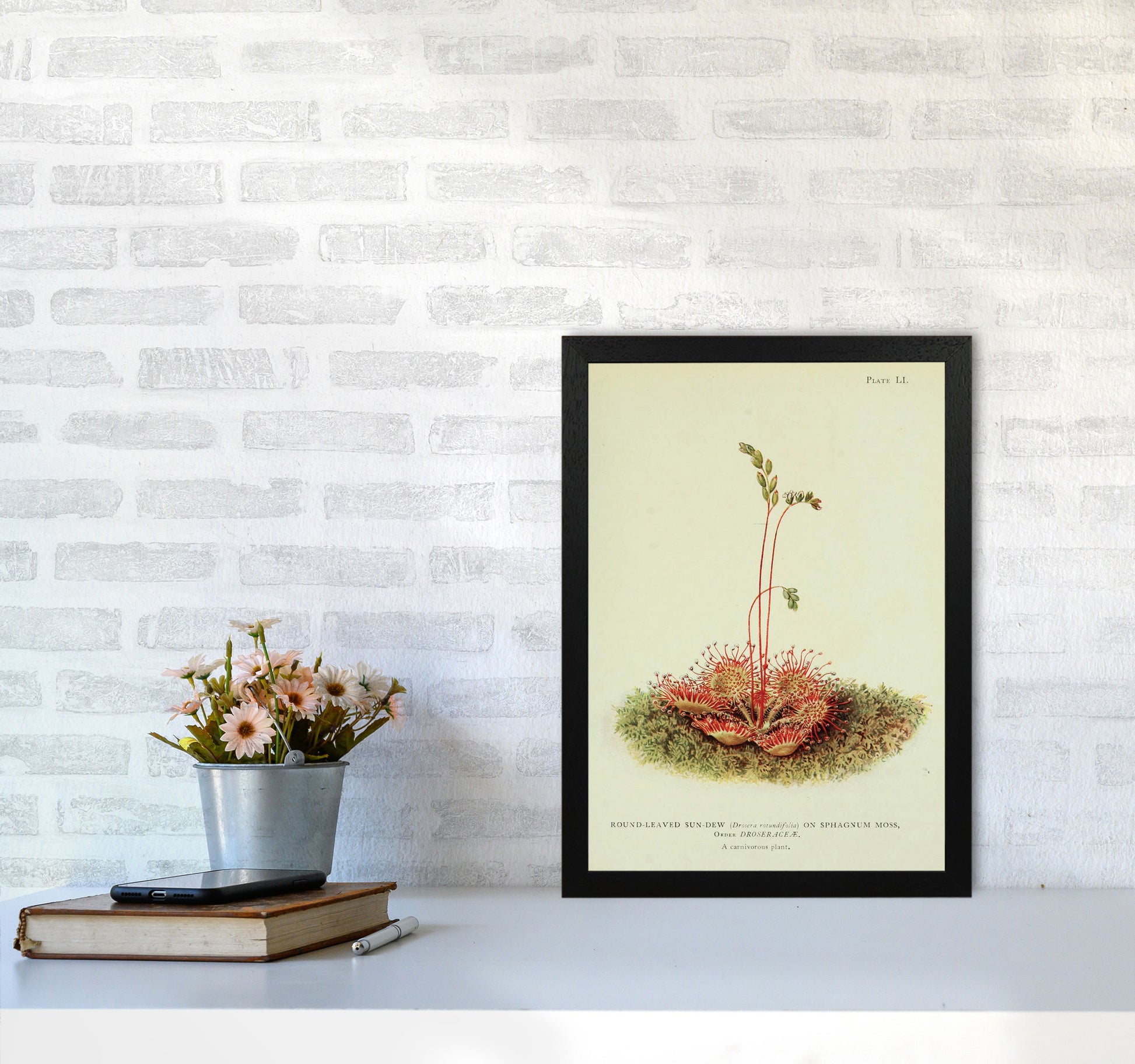 Venus Fly Trap Art Print by Jason Stanley A3 White Frame