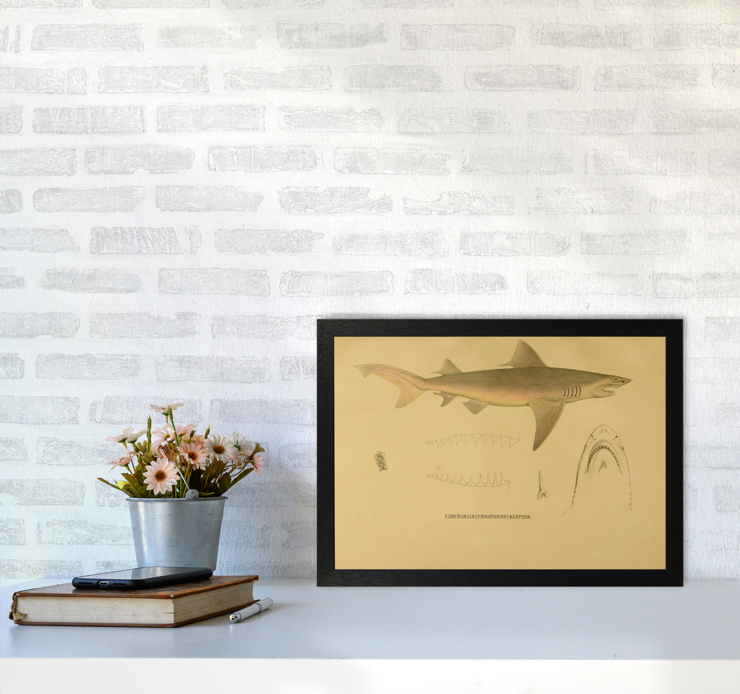 Shark Series 3 Art Print by Jason Stanley A3 White Frame