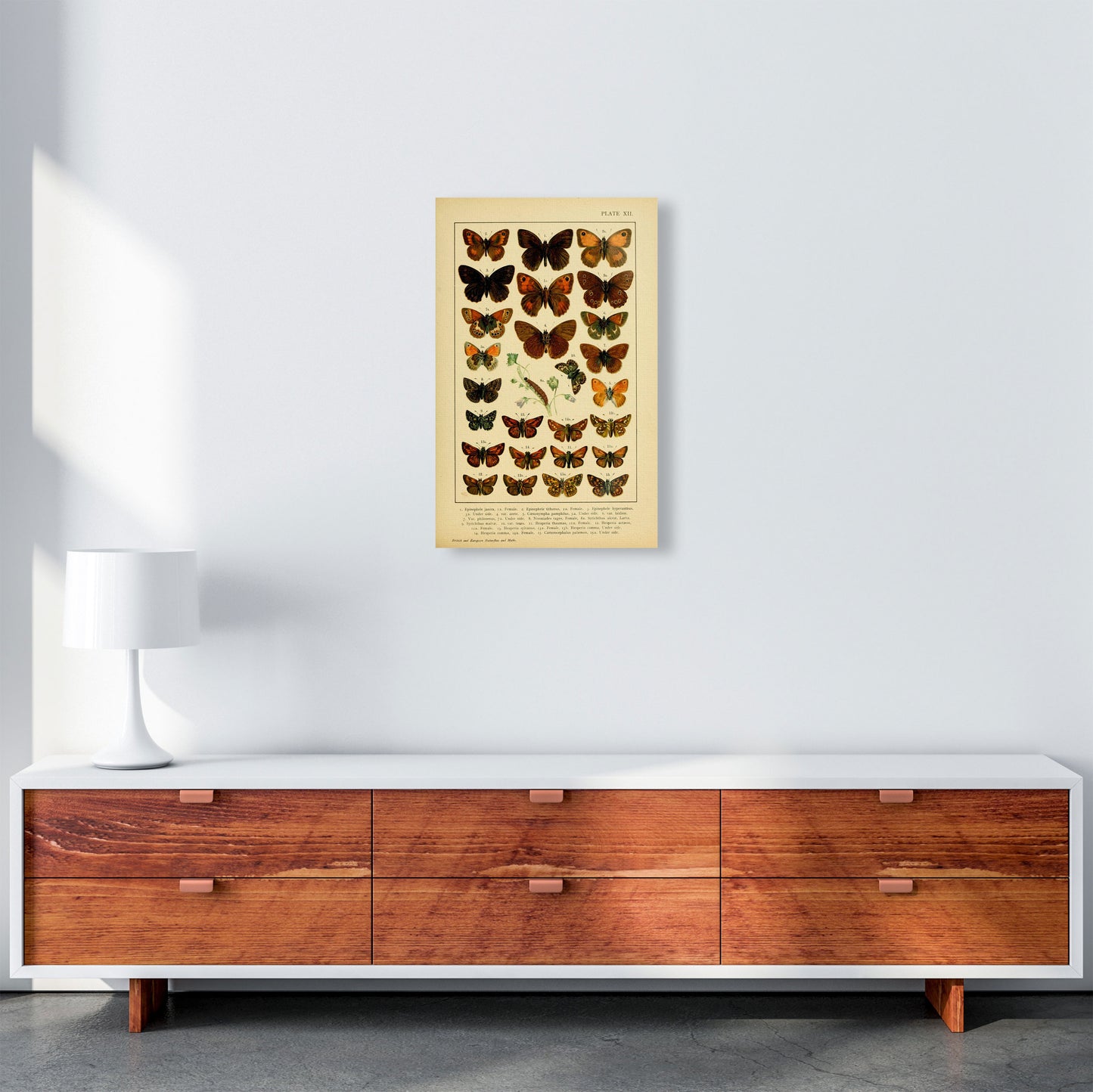 Vintage Butterfly Illustration #2 Art Print by Jason Stanley A3 Canvas