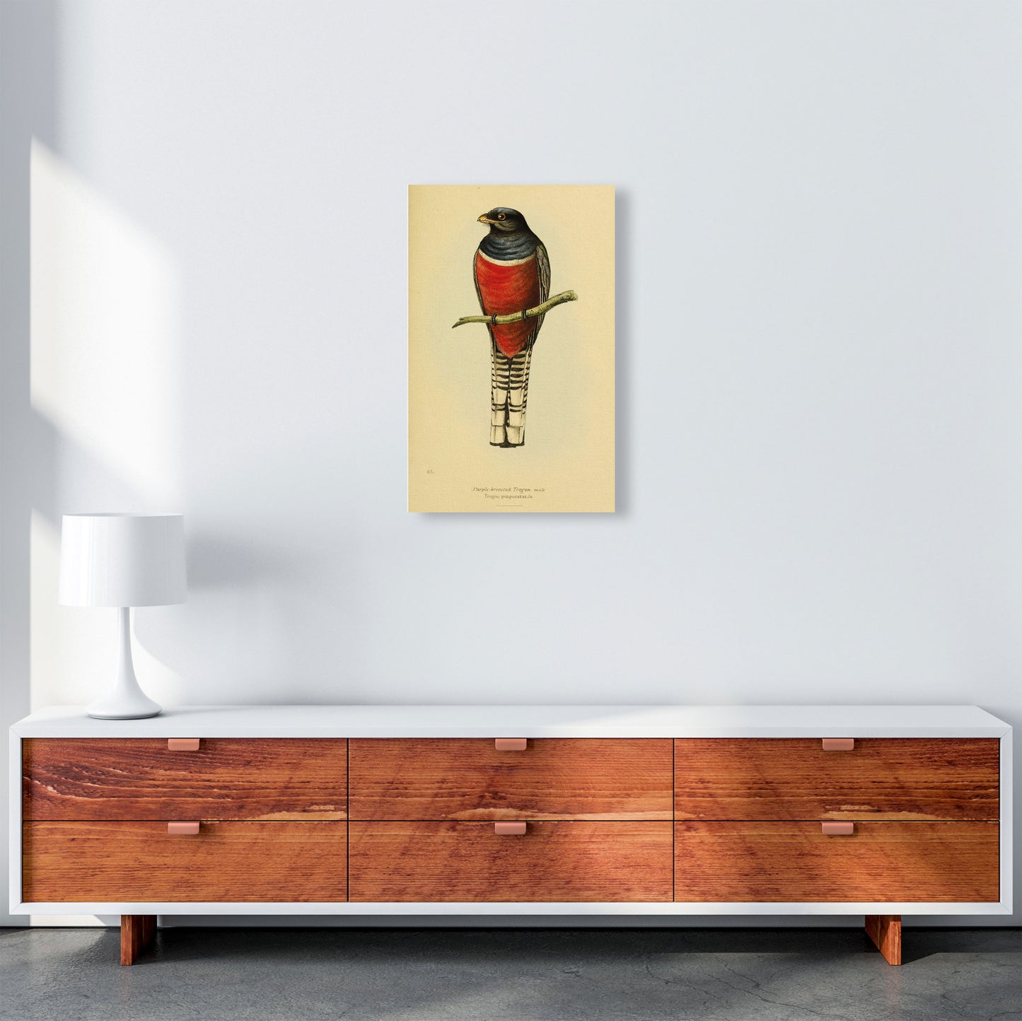 Purple Breasted Trogon Copy Art Print by Jason Stanley A3 Canvas