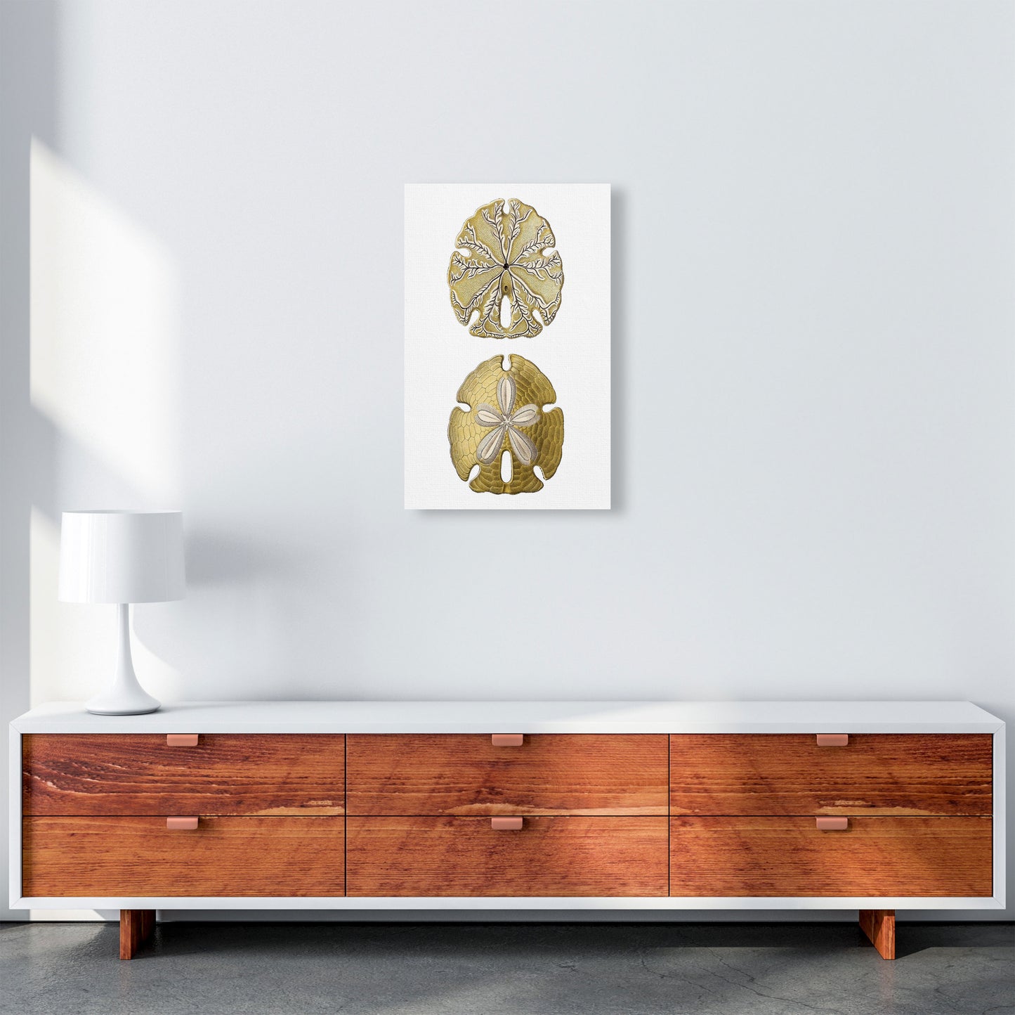 Sand Dollar Illustration Art Print by Jason Stanley A3 Canvas