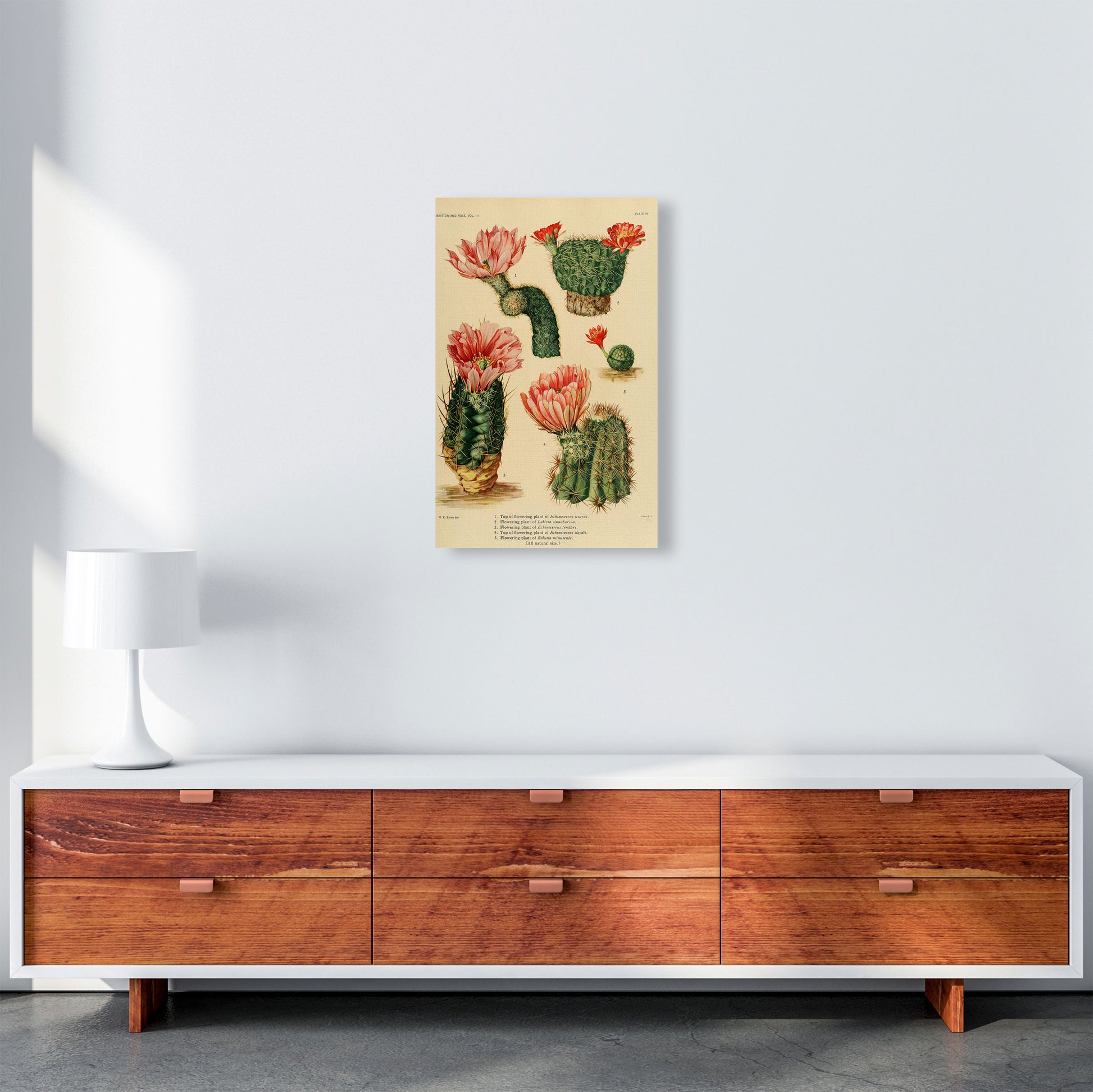 Cactus Series 3 Art Print by Jason Stanley A3 Canvas
