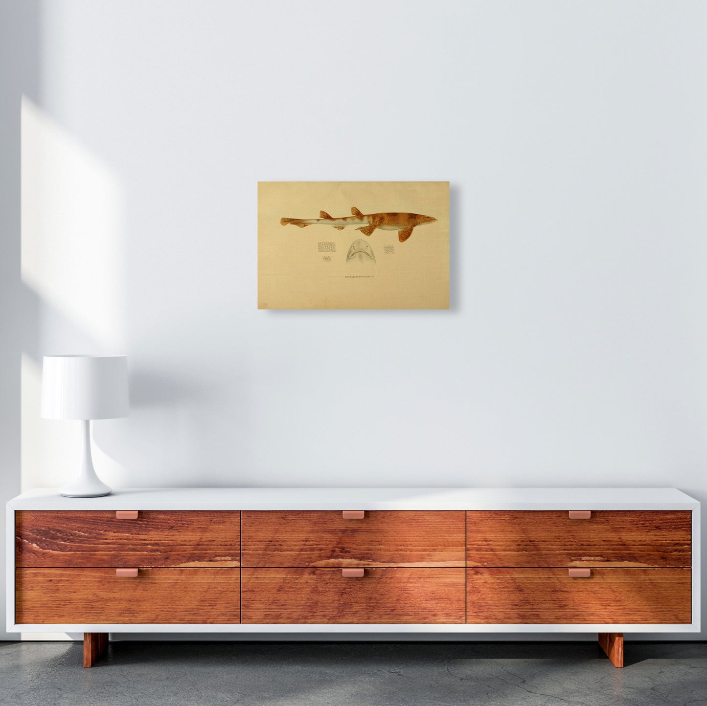 Shark Series 1 Art Print by Jason Stanley A3 Canvas