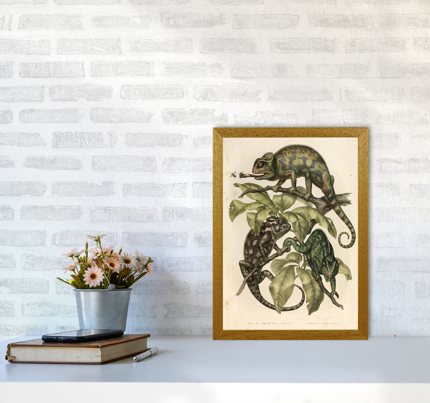 Vintage Chameleon Illustration Art Print by Jason Stanley A3 Print Only