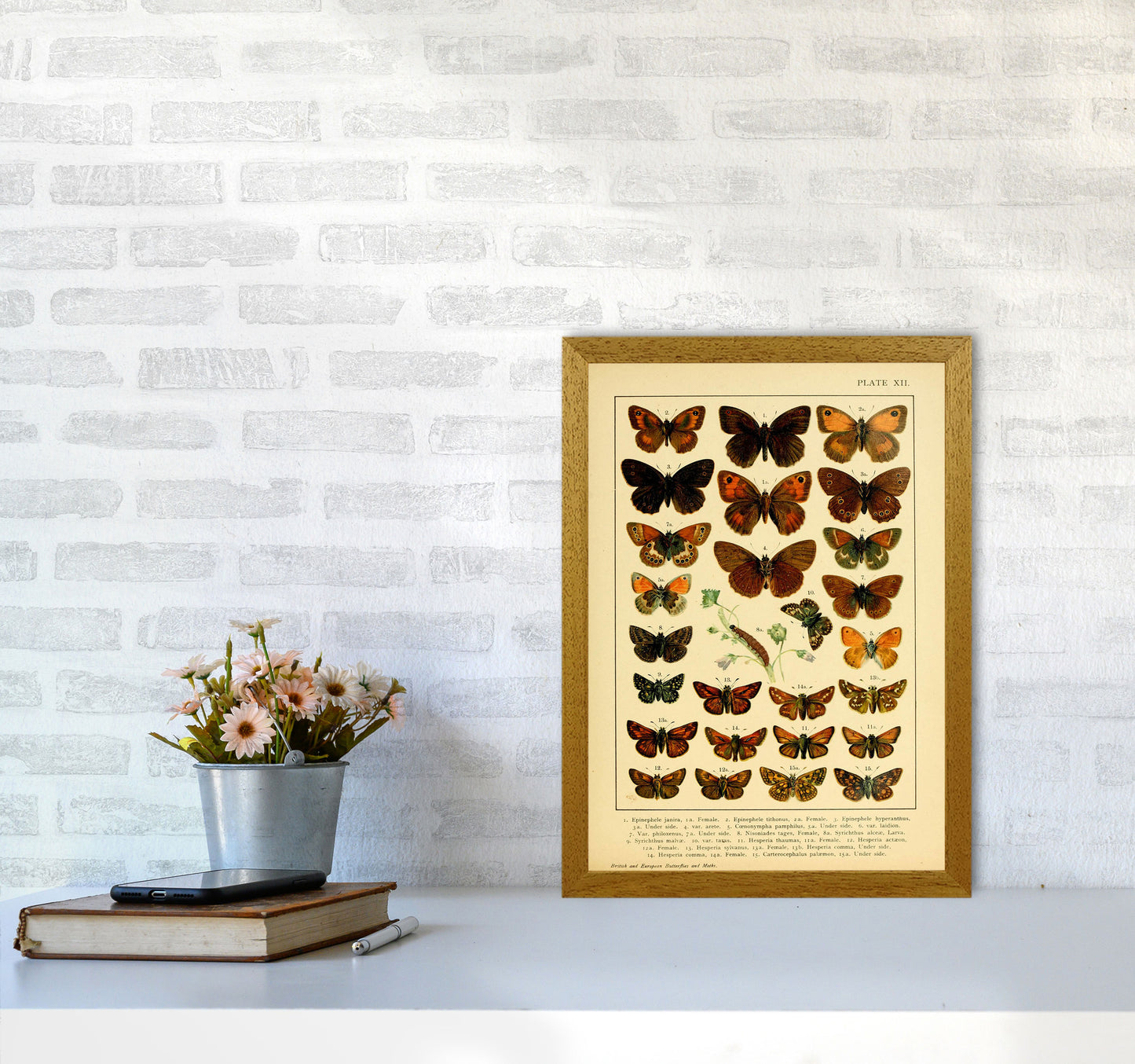 Vintage Butterfly Illustration #2 Art Print by Jason Stanley A3 Print Only