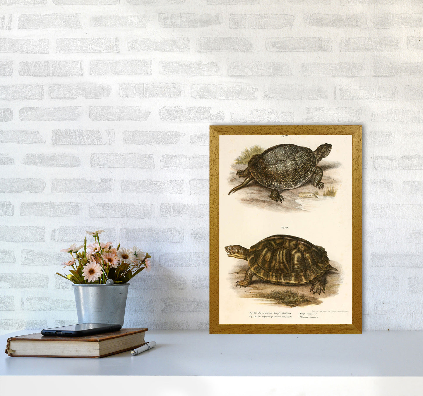 Vintage Turtle Illustration Art Print by Jason Stanley A3 Print Only