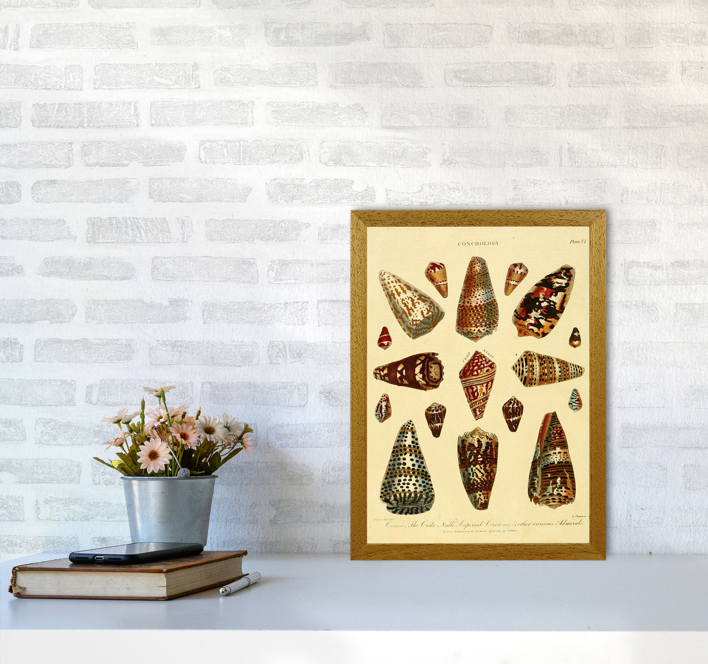 Conchology Illustration 2 Art Print by Jason Stanley A3 Print Only
