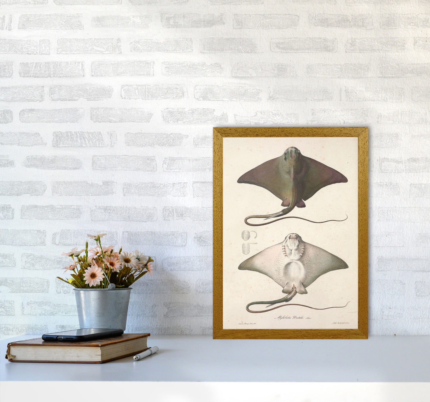 Vintage Stingray Art Print by Jason Stanley A3 Print Only