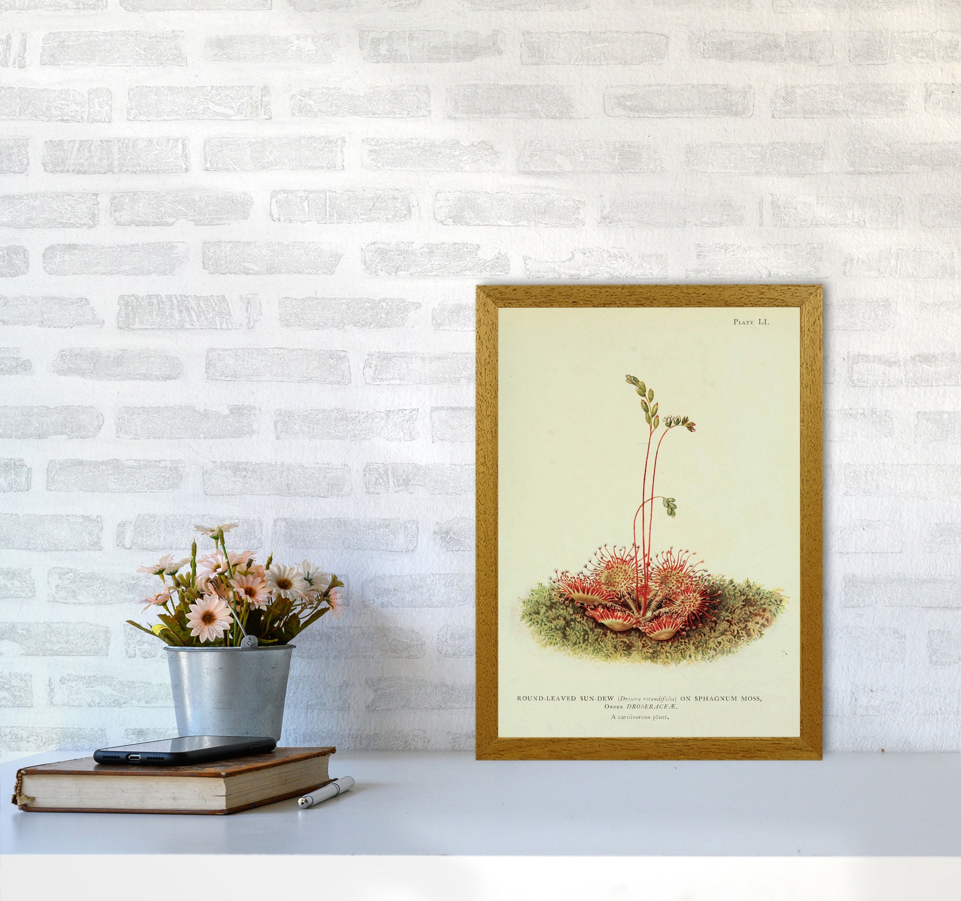 Venus Fly Trap Art Print by Jason Stanley A3 Print Only