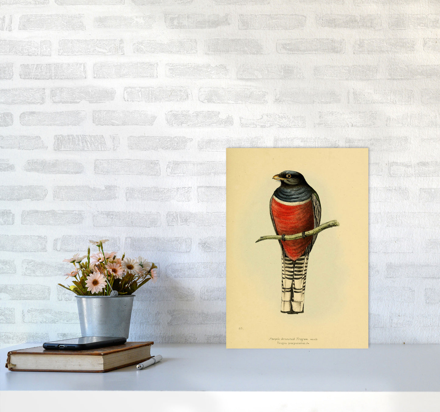 Vintage Purple Breasted Trogon Art Print by Jason Stanley A3 Black Frame