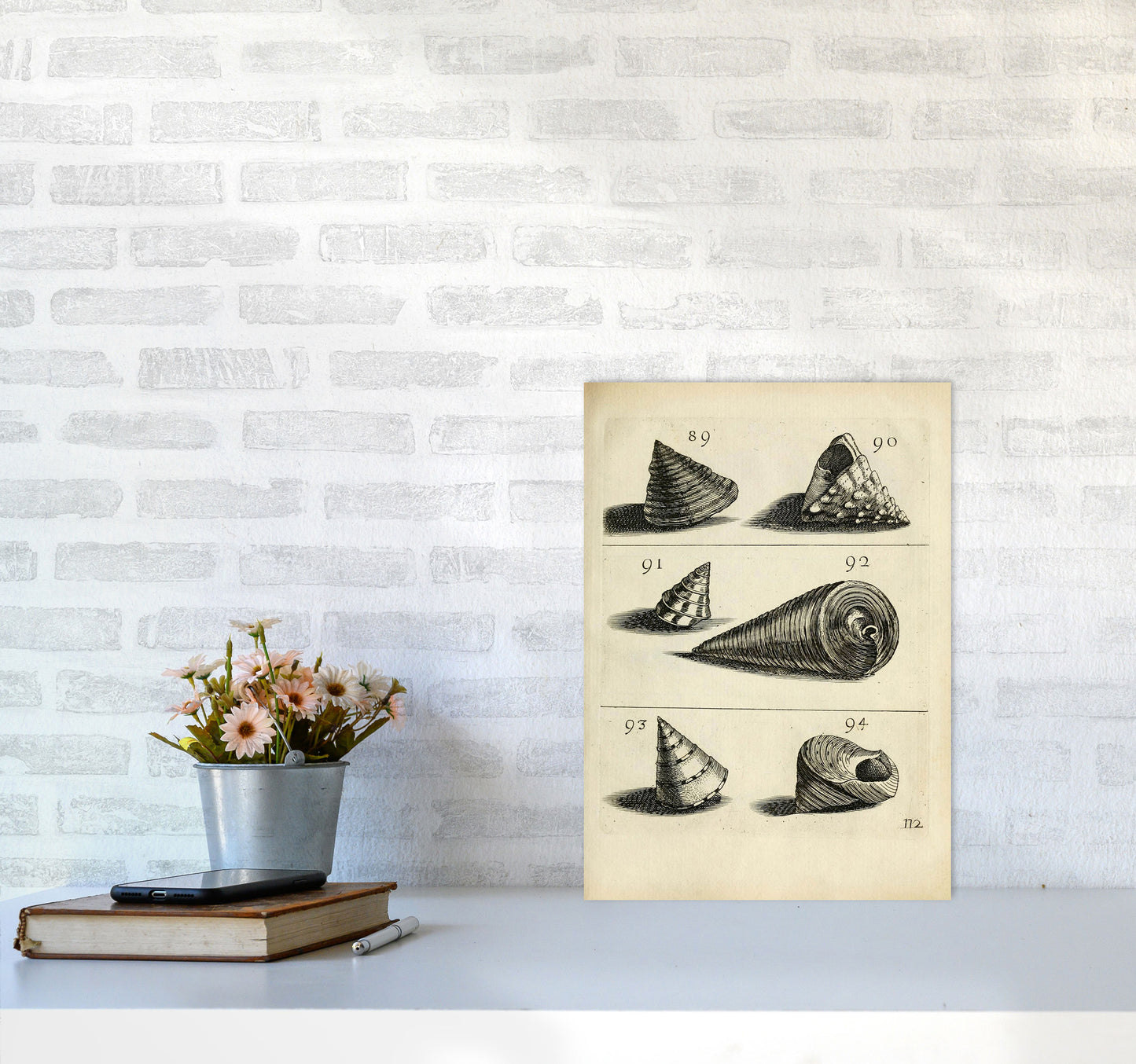 Set Of Vintage Shells Art Print by Jason Stanley A3 Black Frame