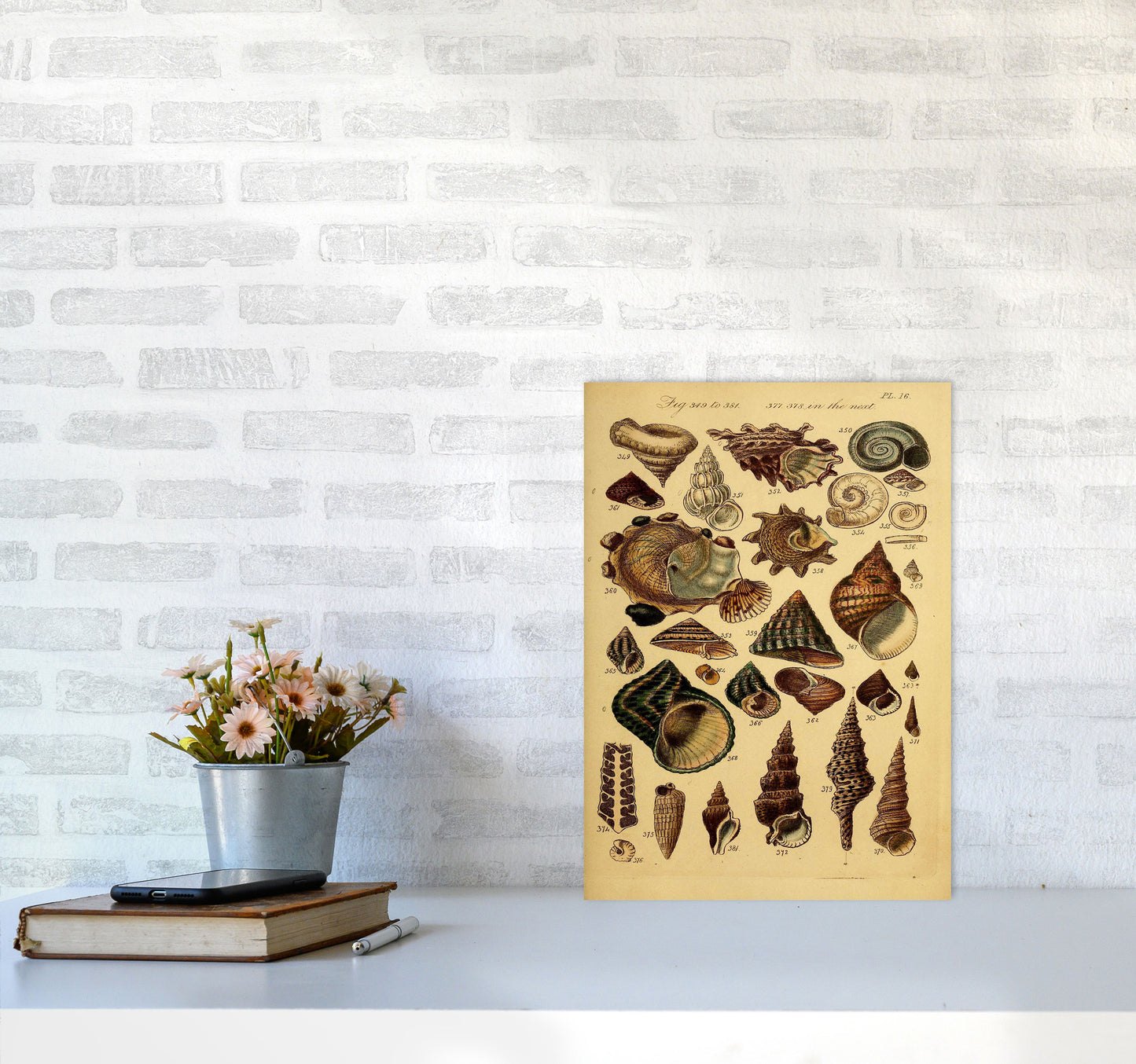 Vintage Shells Art Print by Jason Stanley A3 Black Frame
