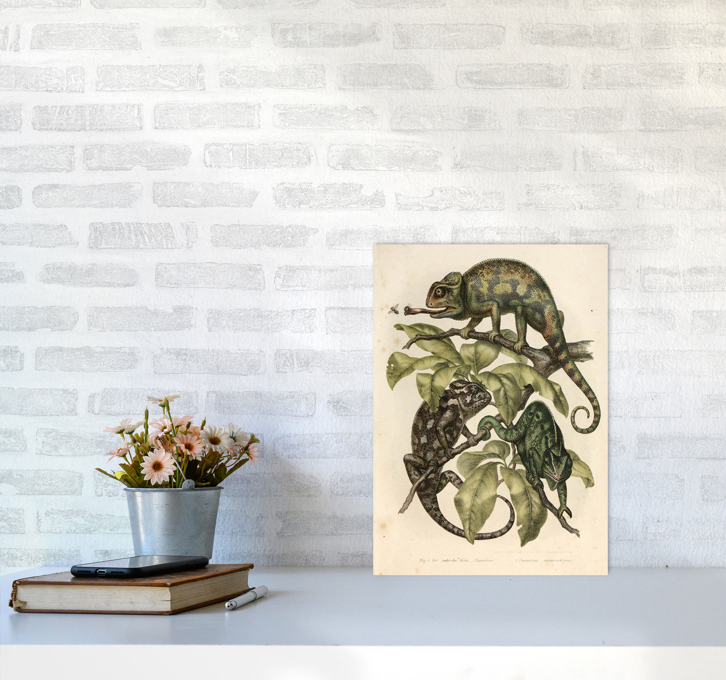 Vintage Chameleon Illustration Art Print by Jason Stanley A3 Black Frame