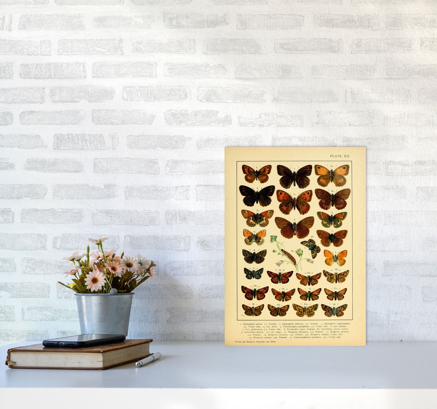 Vintage Butterfly Illustration #2 Art Print by Jason Stanley A3 Black Frame