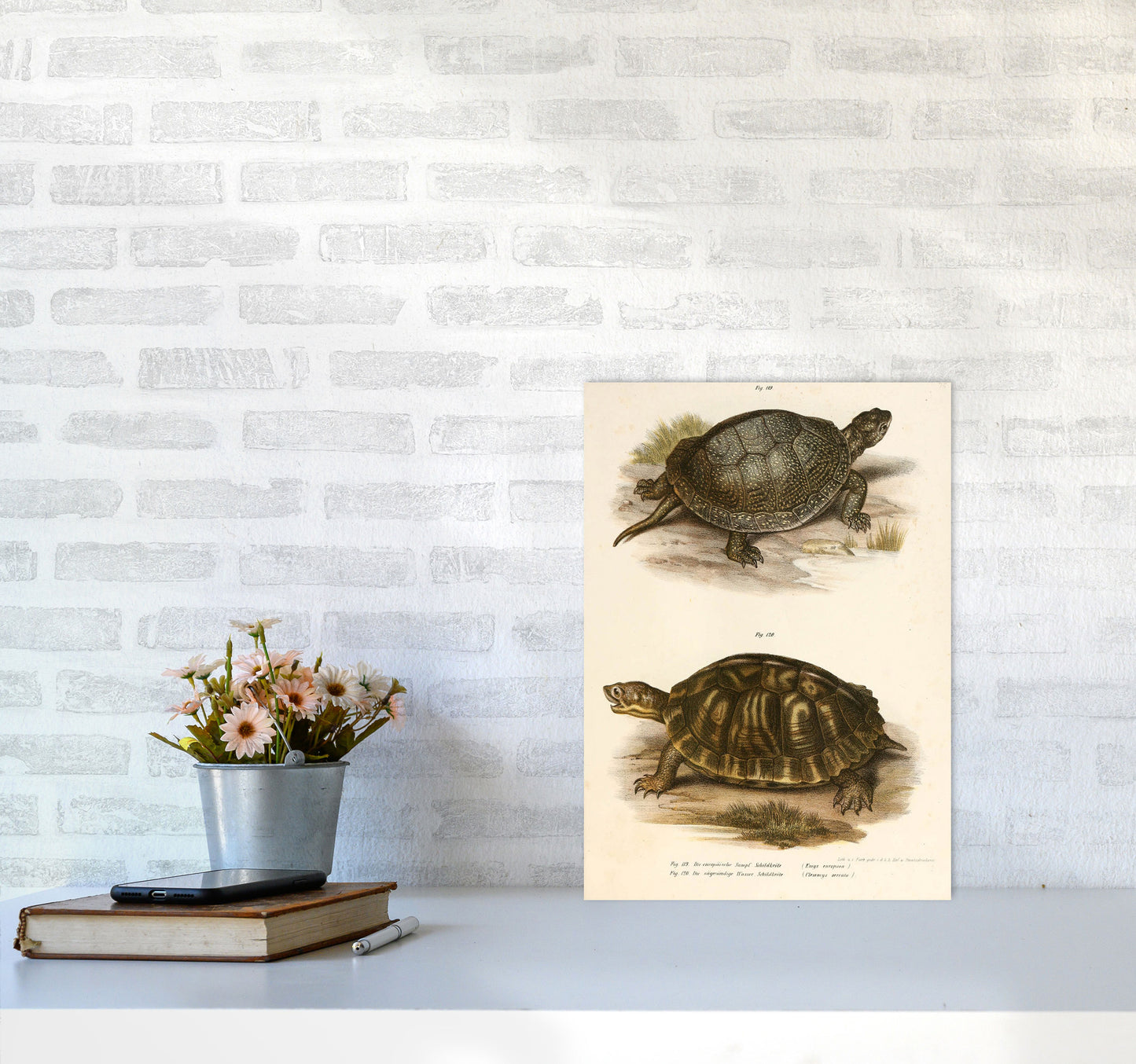 Vintage Turtle Illustration Art Print by Jason Stanley A3 Black Frame