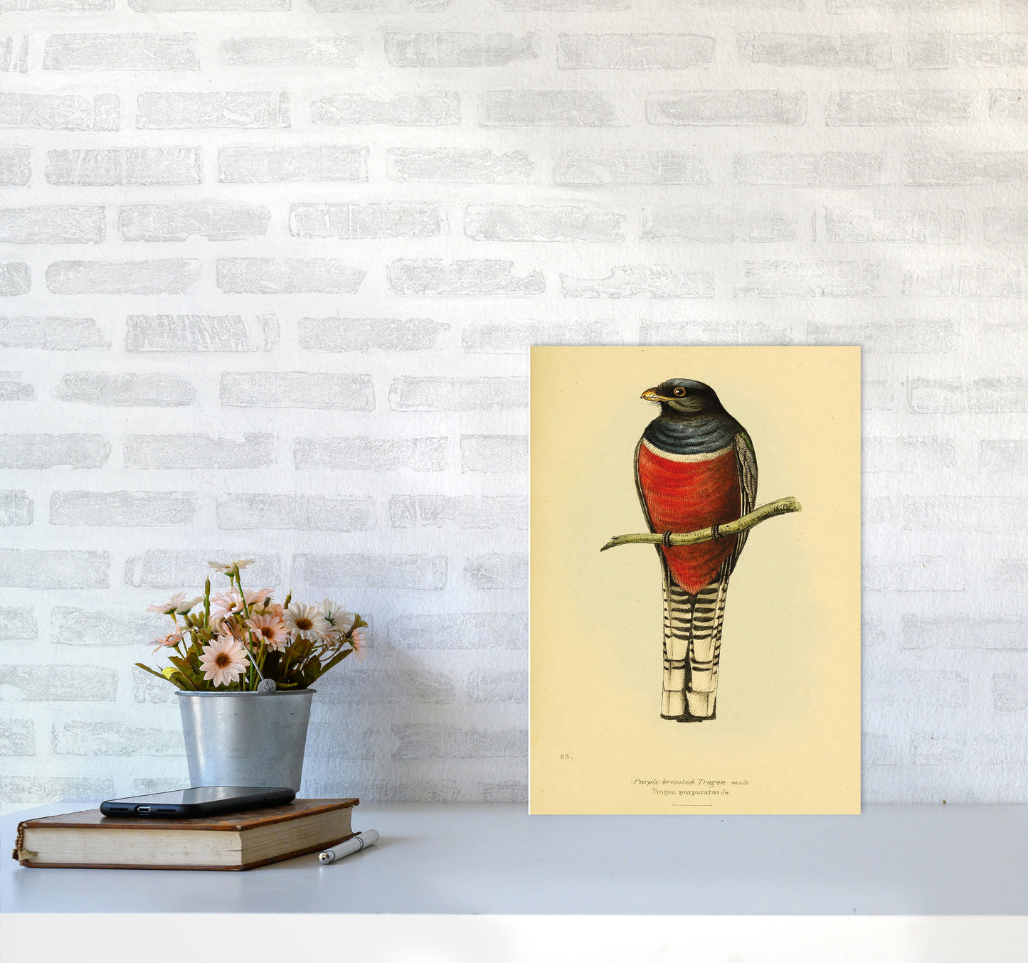 Purple Breasted Trogon Copy Art Print by Jason Stanley A3 Black Frame