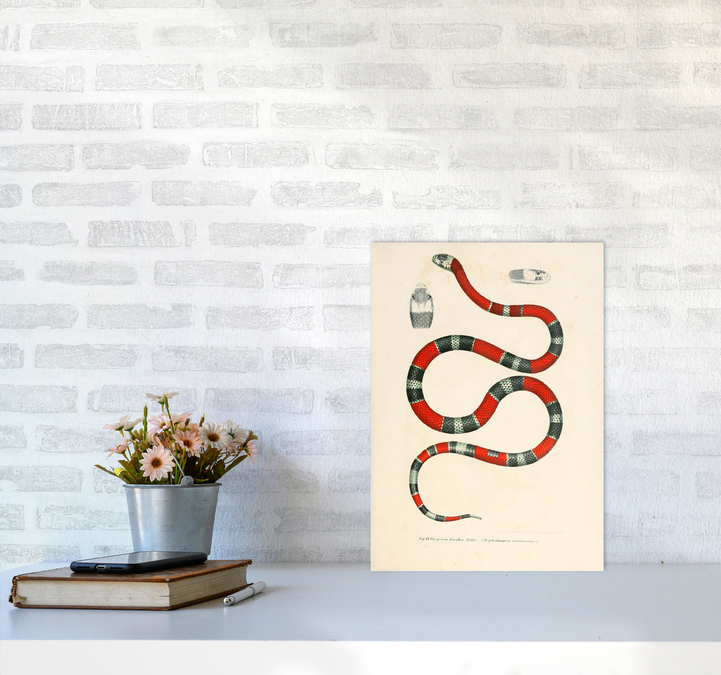 Vintage Snake Illustration 2 Art Print by Jason Stanley A3 Black Frame