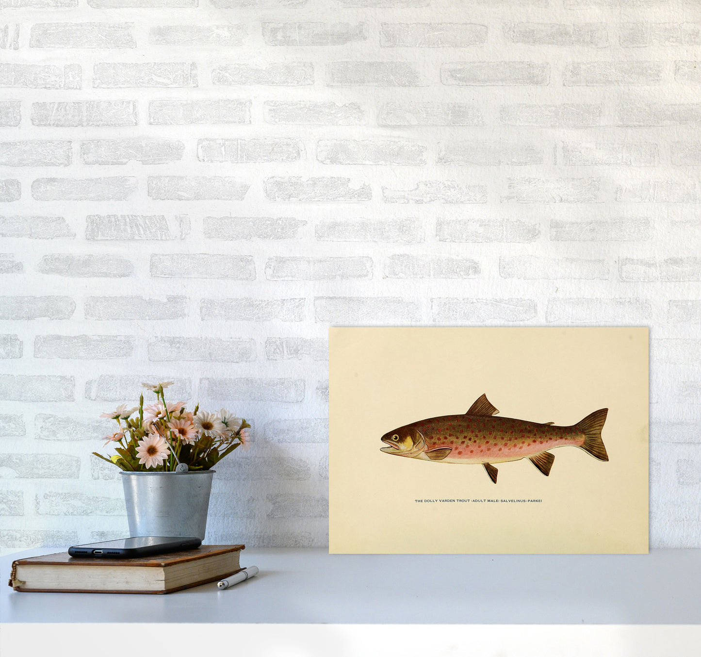 Dolly Varden Trout Illustration Art Print by Jason Stanley A3 Black Frame