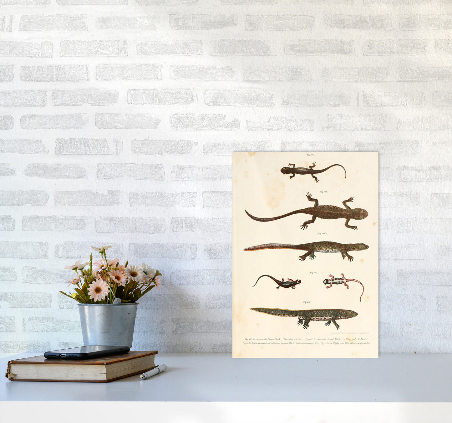 Vintage Newt Illustration Art Print by Jason Stanley A3 Black Frame