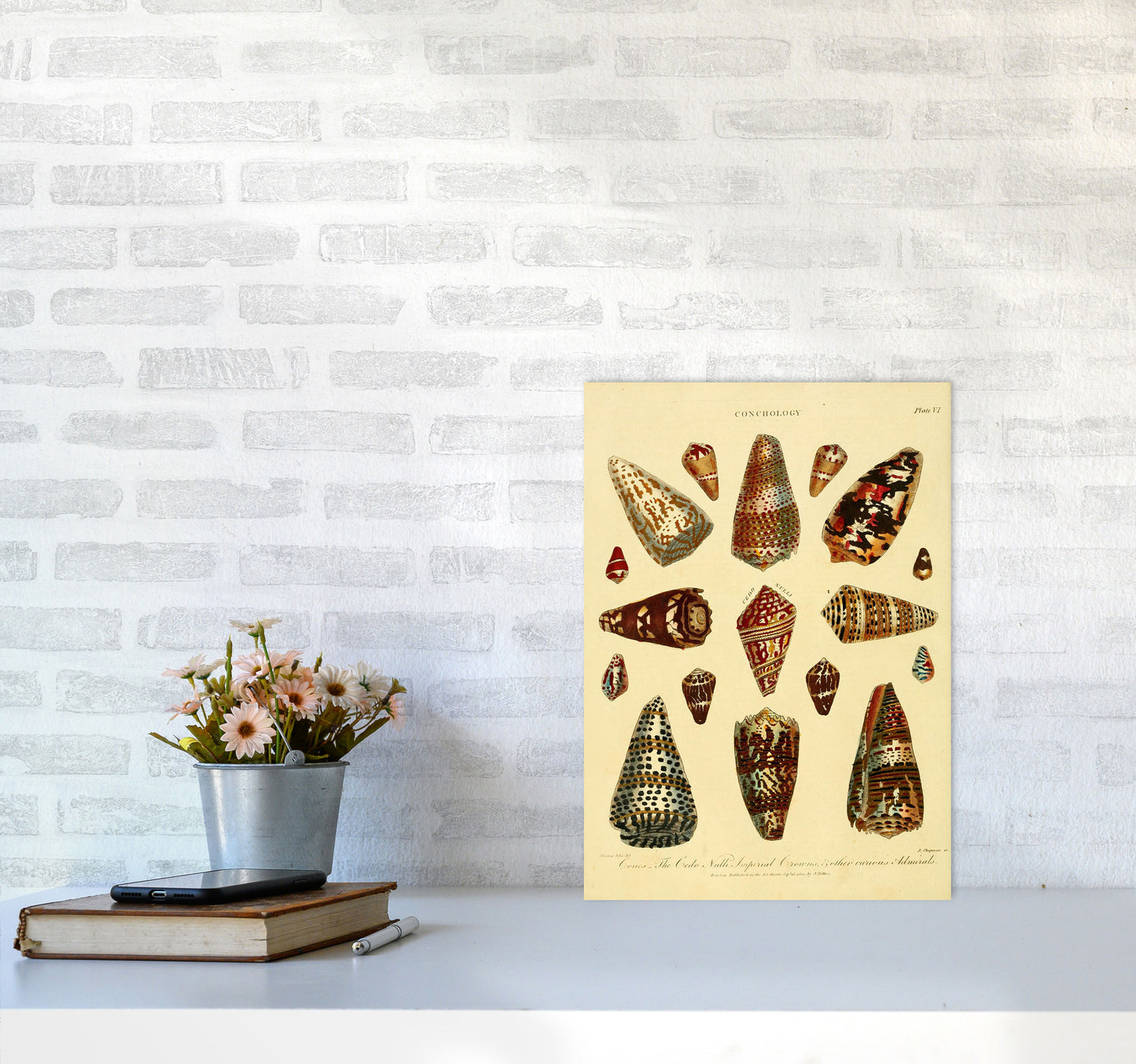 Conchology Illustration 2 Art Print by Jason Stanley A3 Black Frame