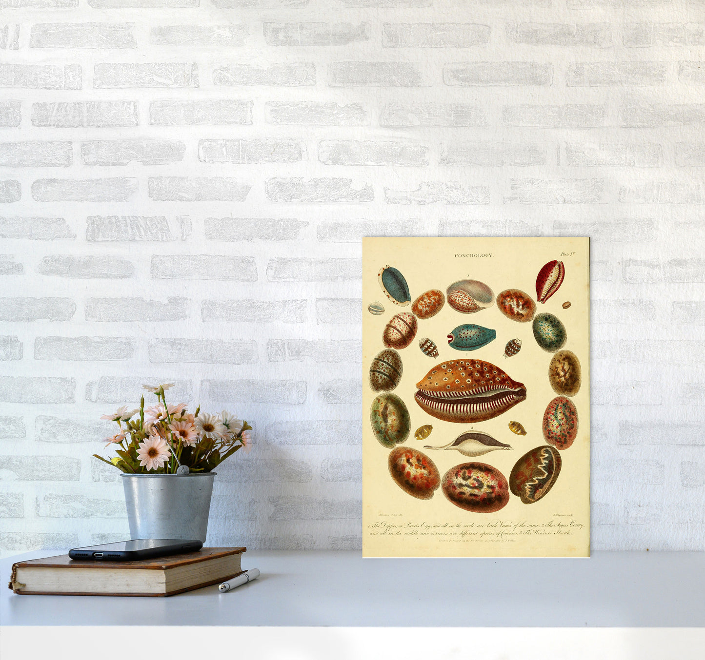 Conchology Illustration Art Print by Jason Stanley A3 Black Frame