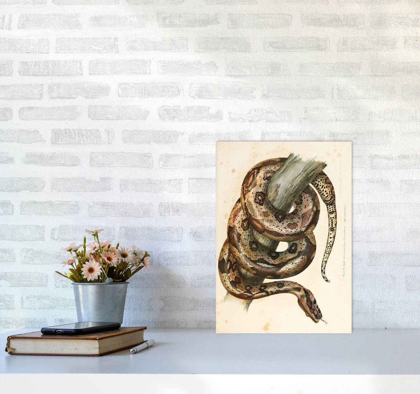 Vintage Snake Illustration Art Print by Jason Stanley A3 Black Frame