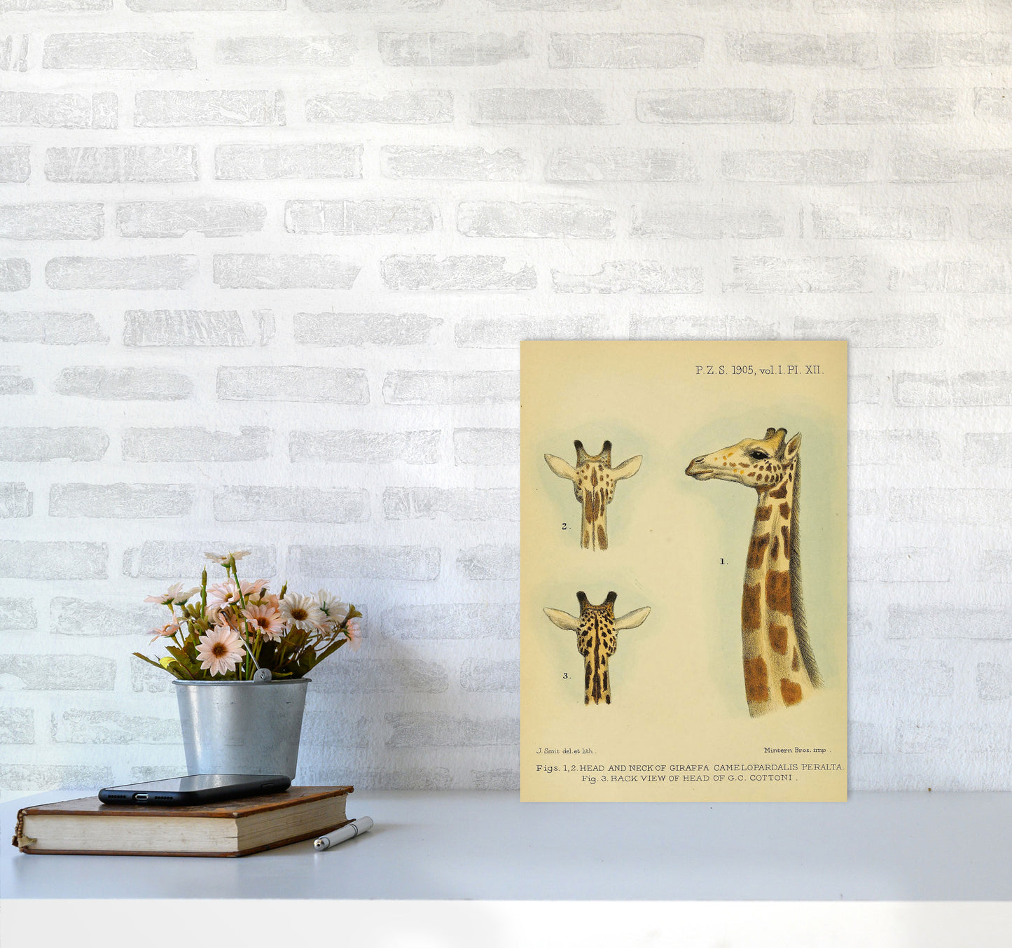 Longest Neck In The Jungle Art Print by Jason Stanley A3 Black Frame